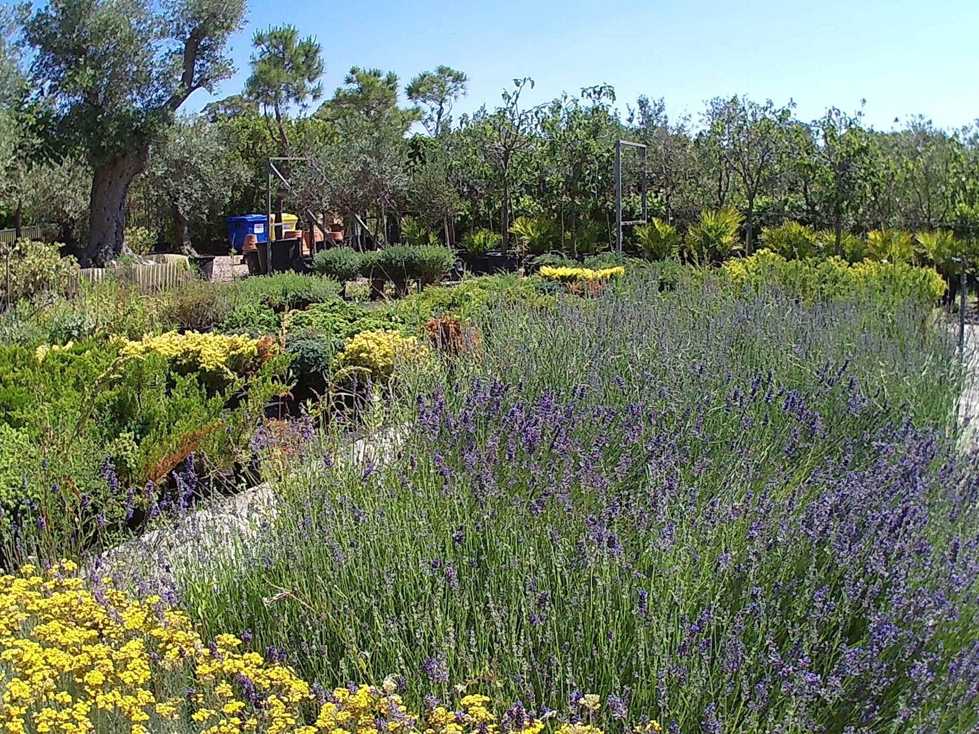 Un campo di fiori viola e gialli con alberi sullo sfondo