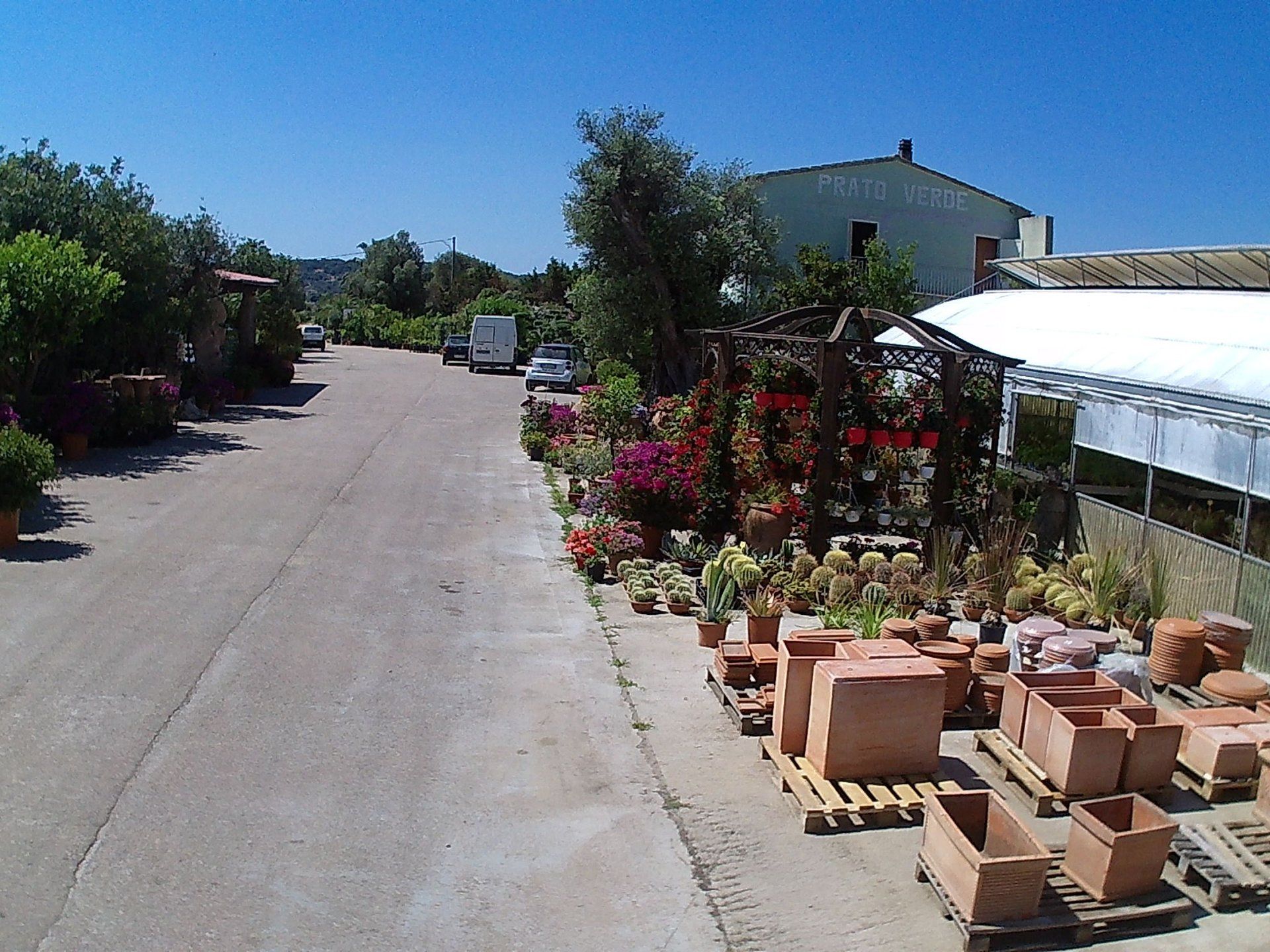 Molte piante in vaso sono allineate sul lato di una strada