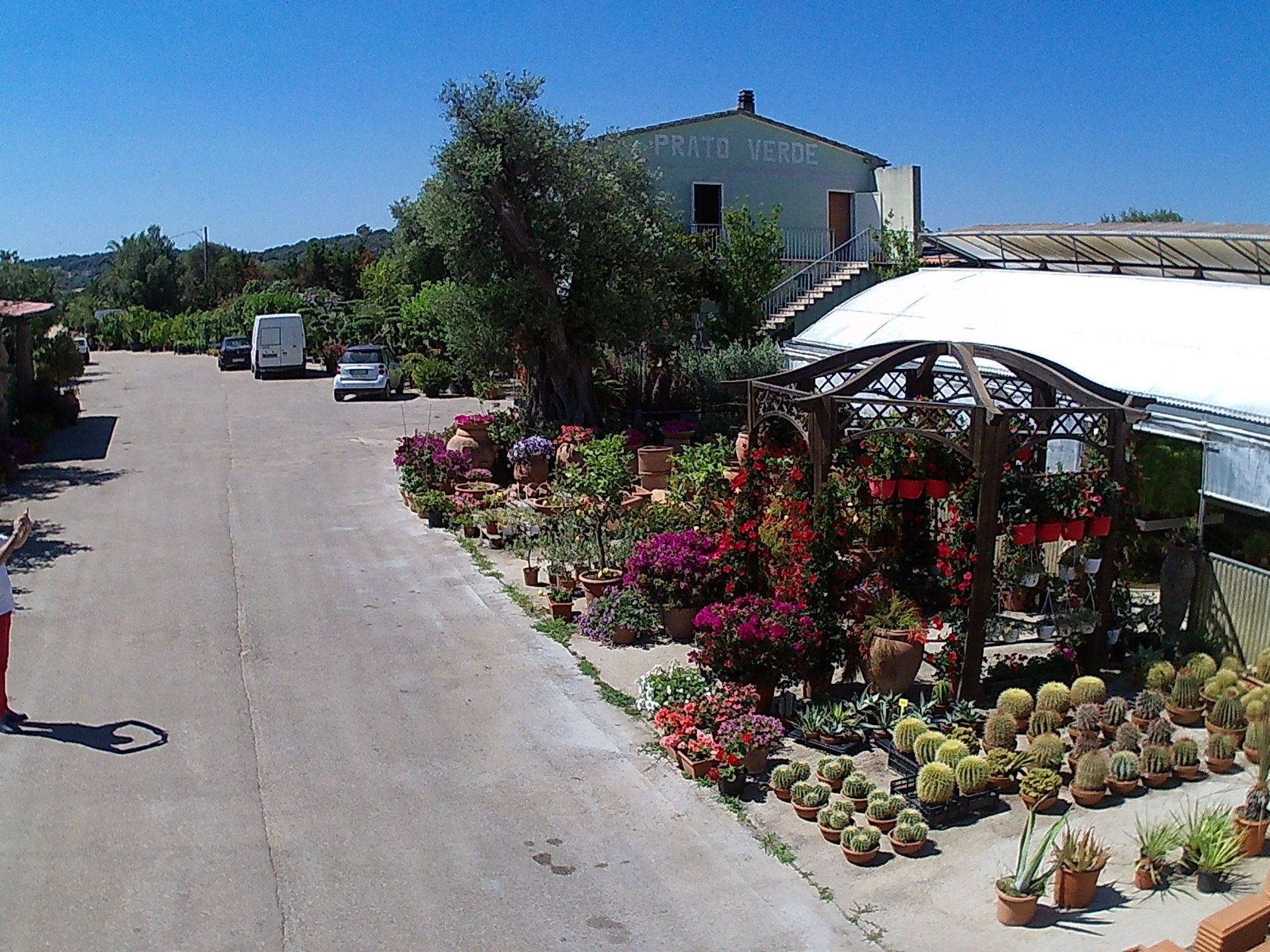 Davanti a un edificio è allineata una fila di piante in vaso