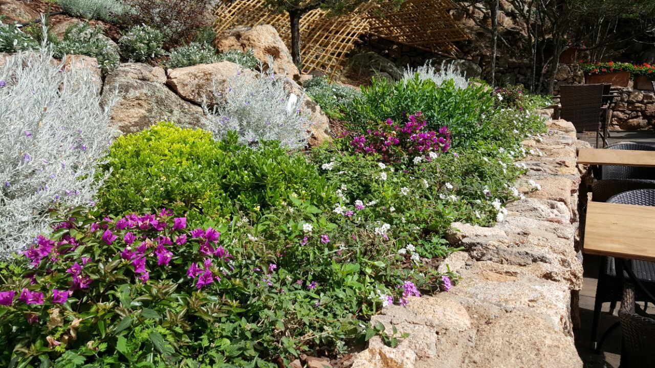 Un giardino con fiori viola e piante verdi