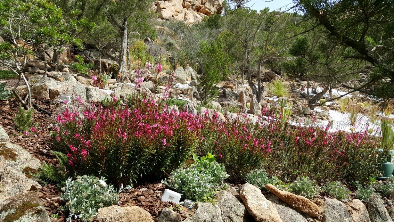 Un giardino pieno di fiori e rocce.