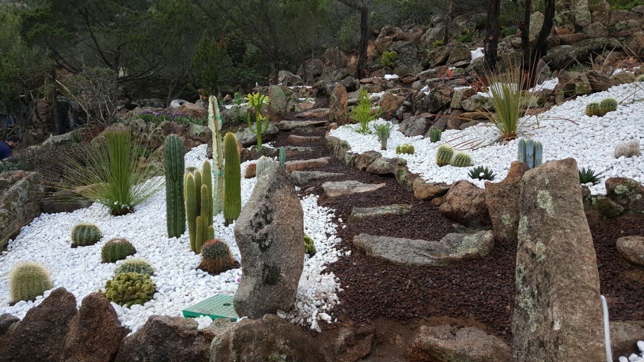 Un giardino pieno di rocce, cactus e ghiaia bianca.