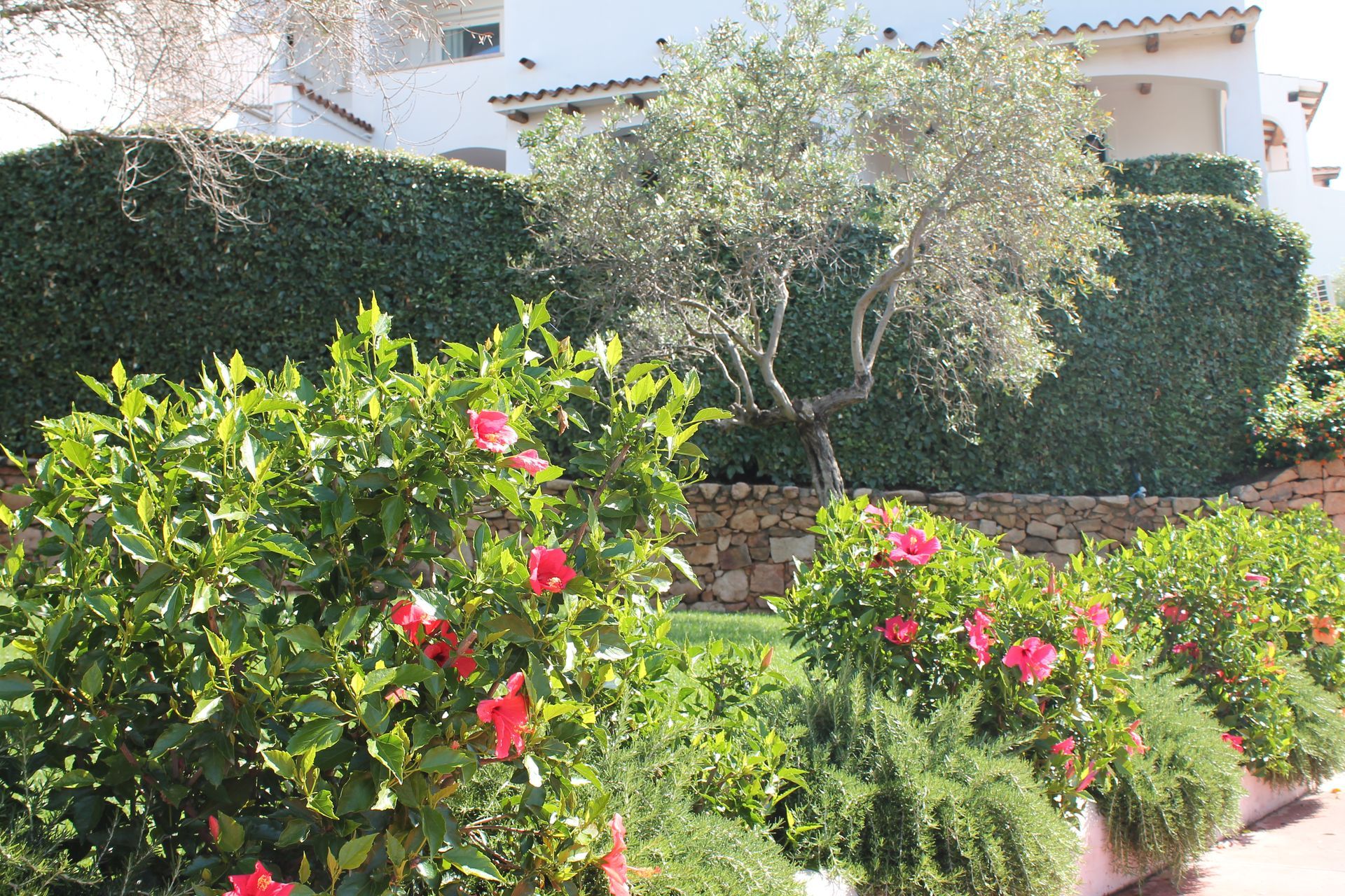 Un cespuglio con fiori rossi davanti a una casa