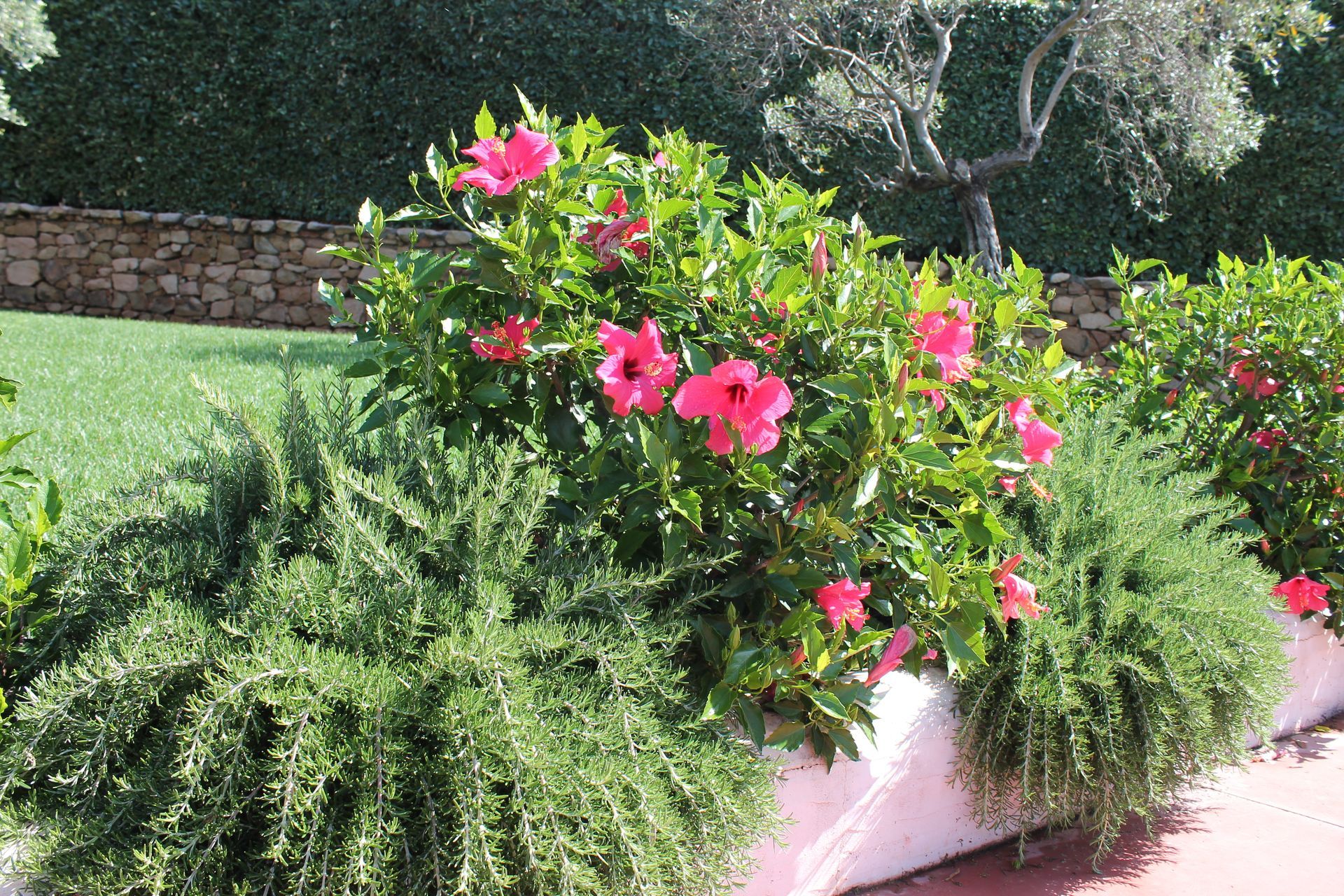 Un cespuglio con fiori rosa e foglie verdi