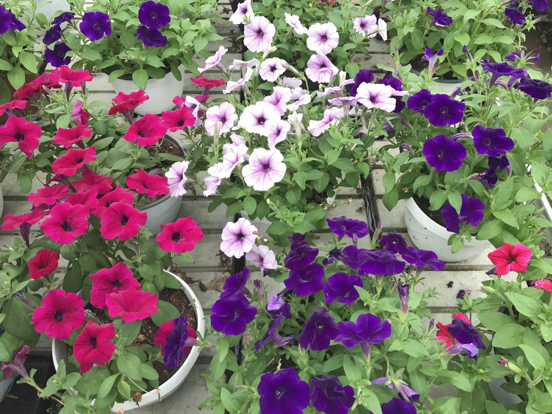 Ein Strauß rosa und lila Blumen in Töpfen auf einem Tisch