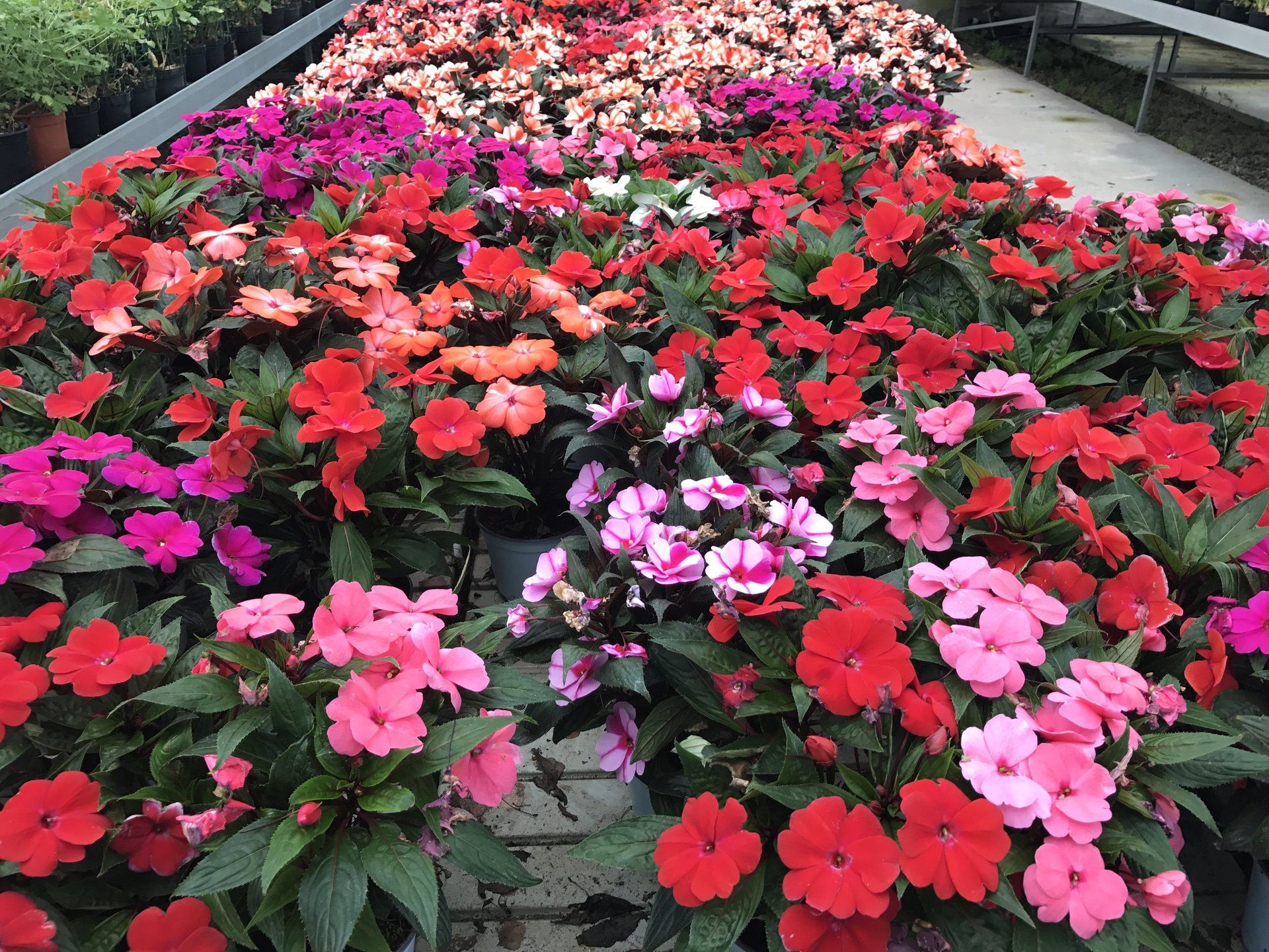 In einem Gewächshaus wächst ein Strauß verschiedenfarbiger Blumen.