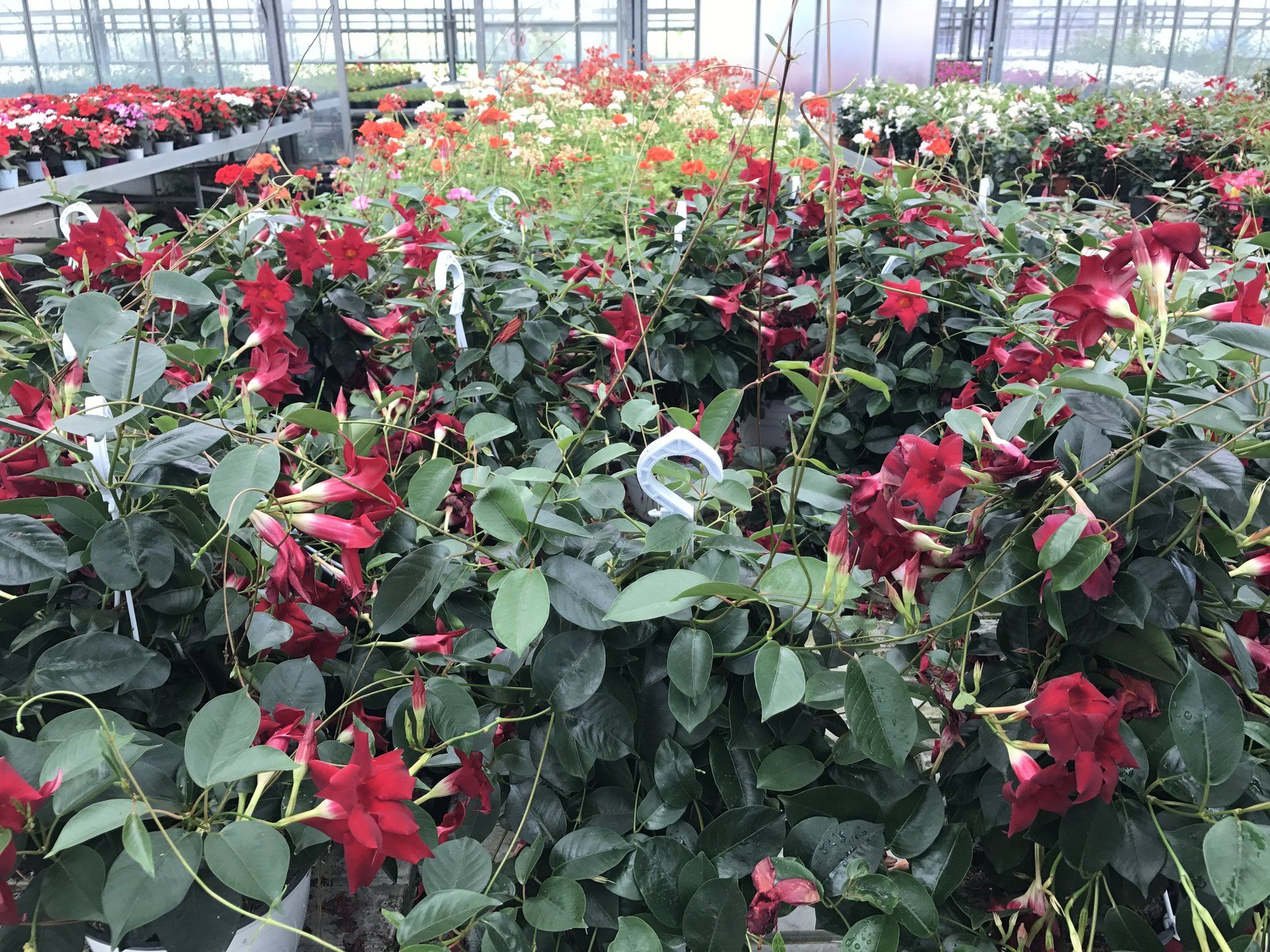Ein Gewächshaus voller roter Blumen und grüner Blätter.