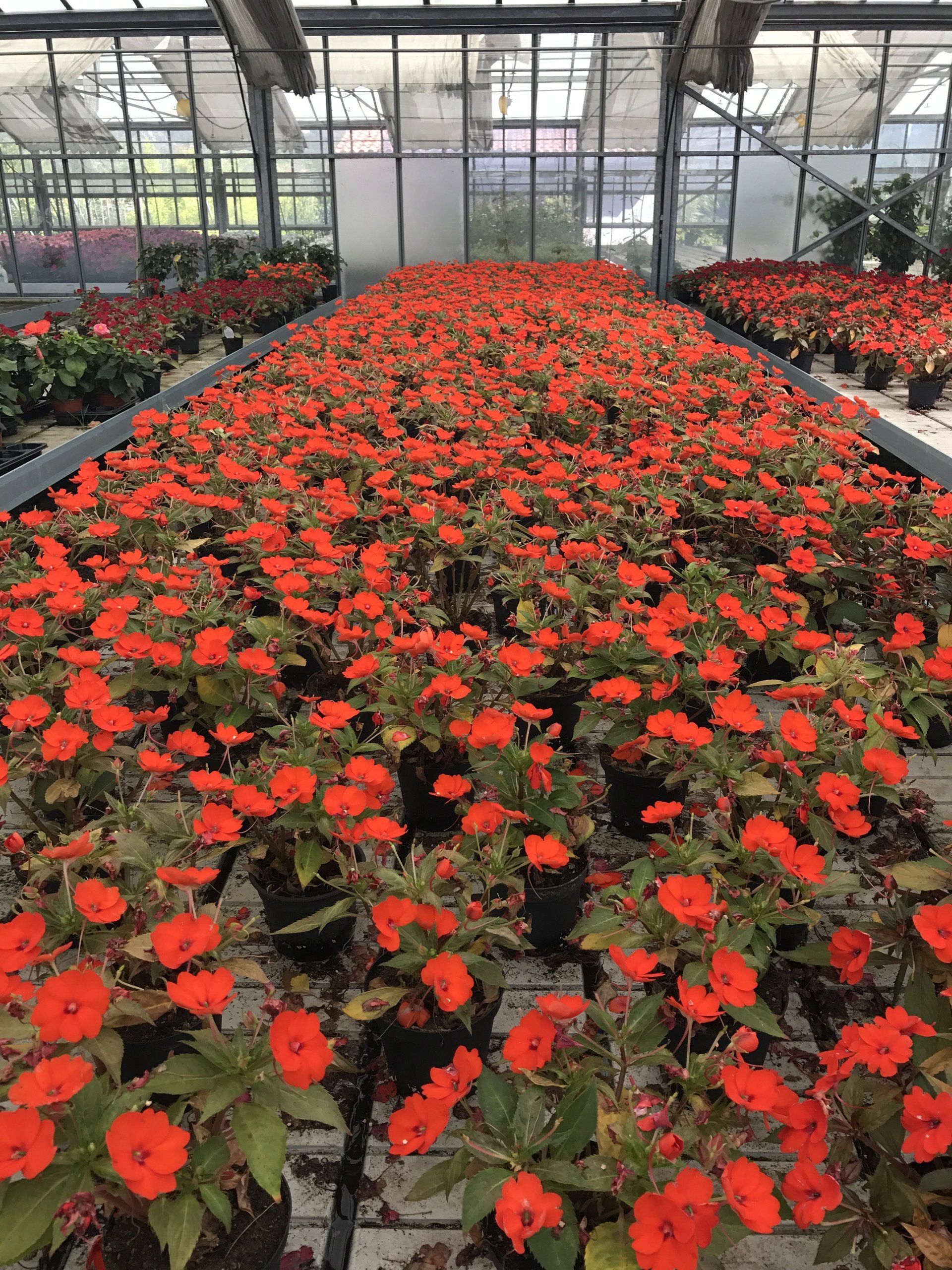 Ein Gewächshaus voller orangefarbener Blumen.