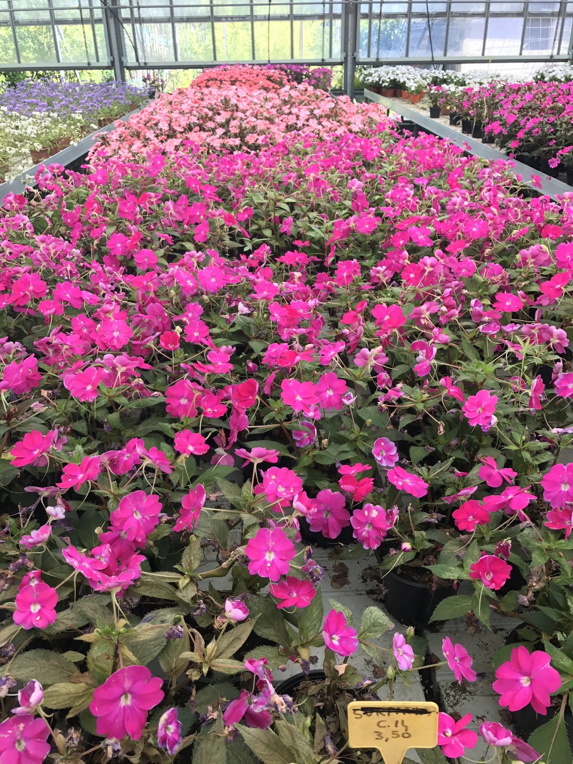 Ein Gewächshaus voller rosa Blumen.