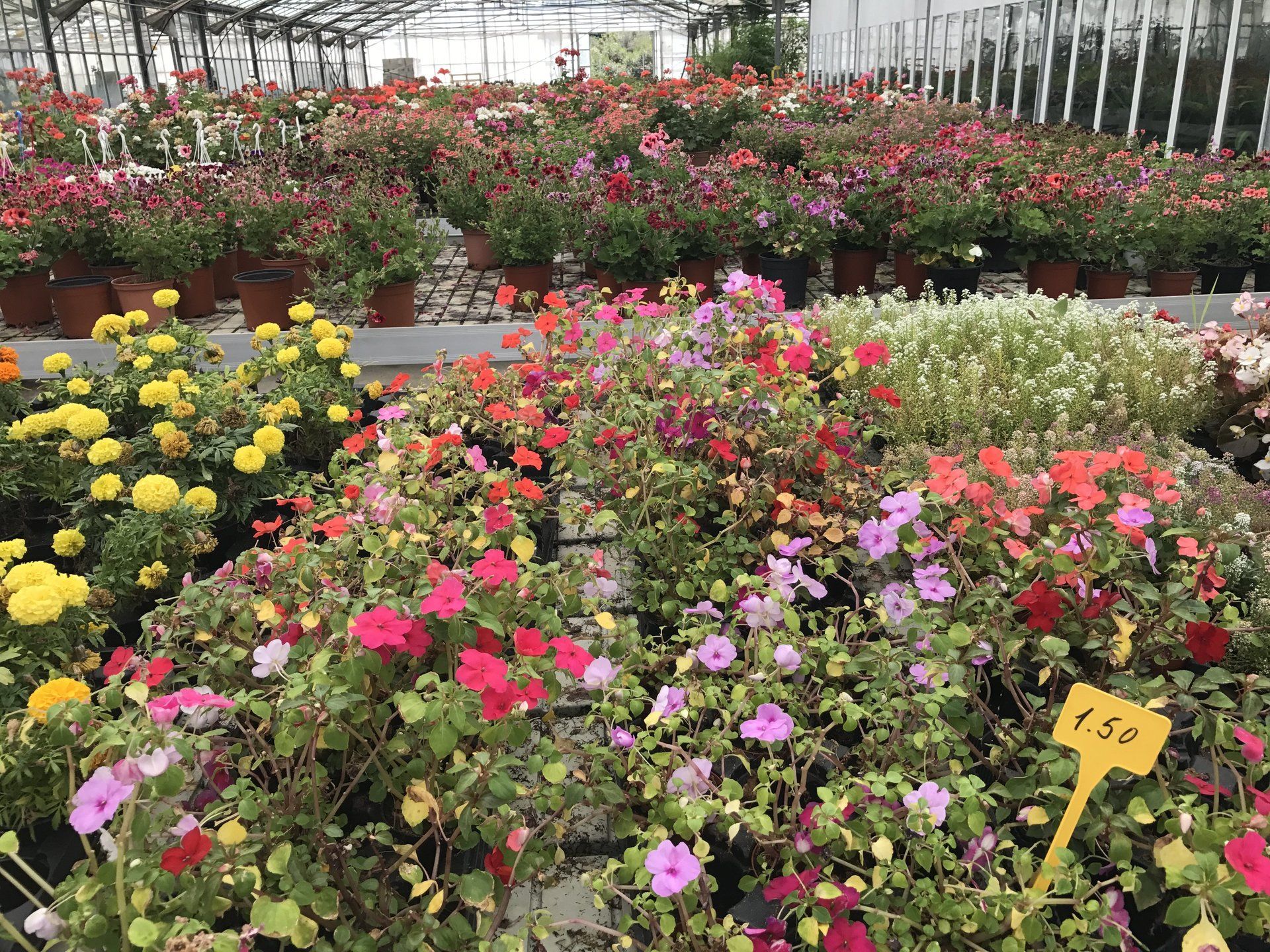 Ein Gewächshaus mit vielen verschiedenen Blumenarten.