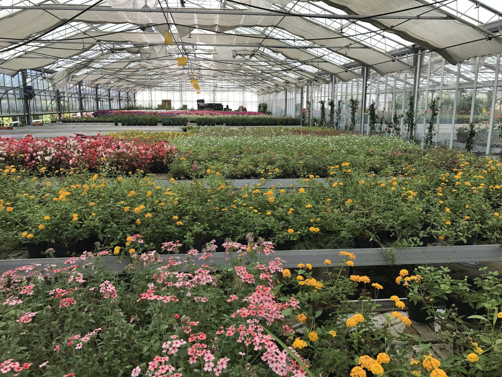 Ein Gewächshaus voller Blumen und Pflanzen.