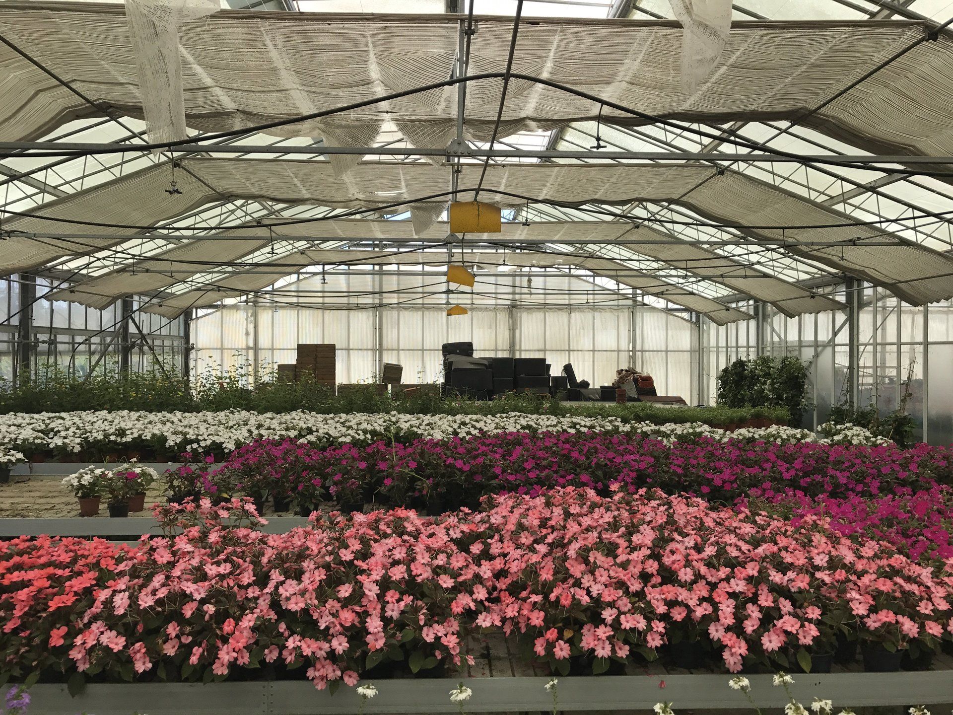 Ein Gewächshaus voller rosa und weißer Blumen