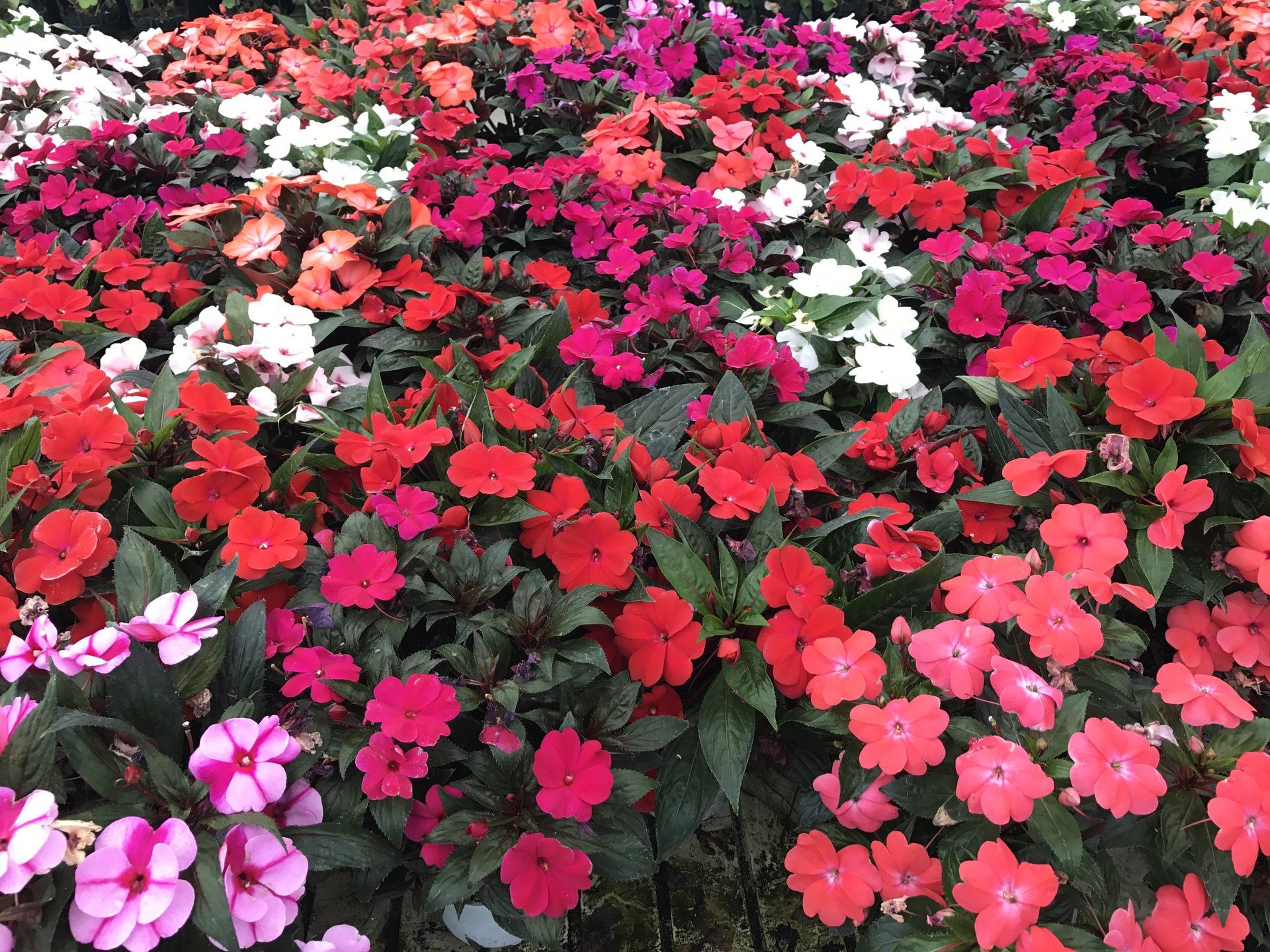 In einem Garten wächst ein Strauß verschiedenfarbiger Blumen