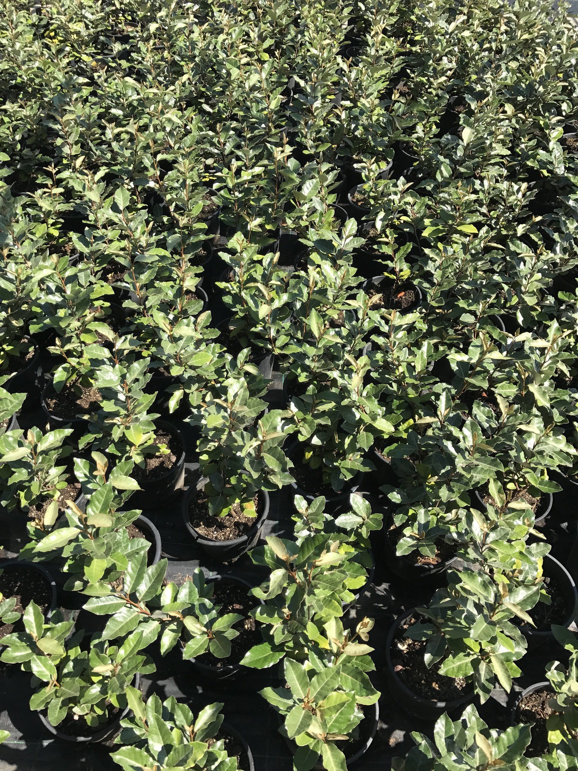 Un mucchio di piante in vaso con foglie verdi sono sedute una sopra l'altra.