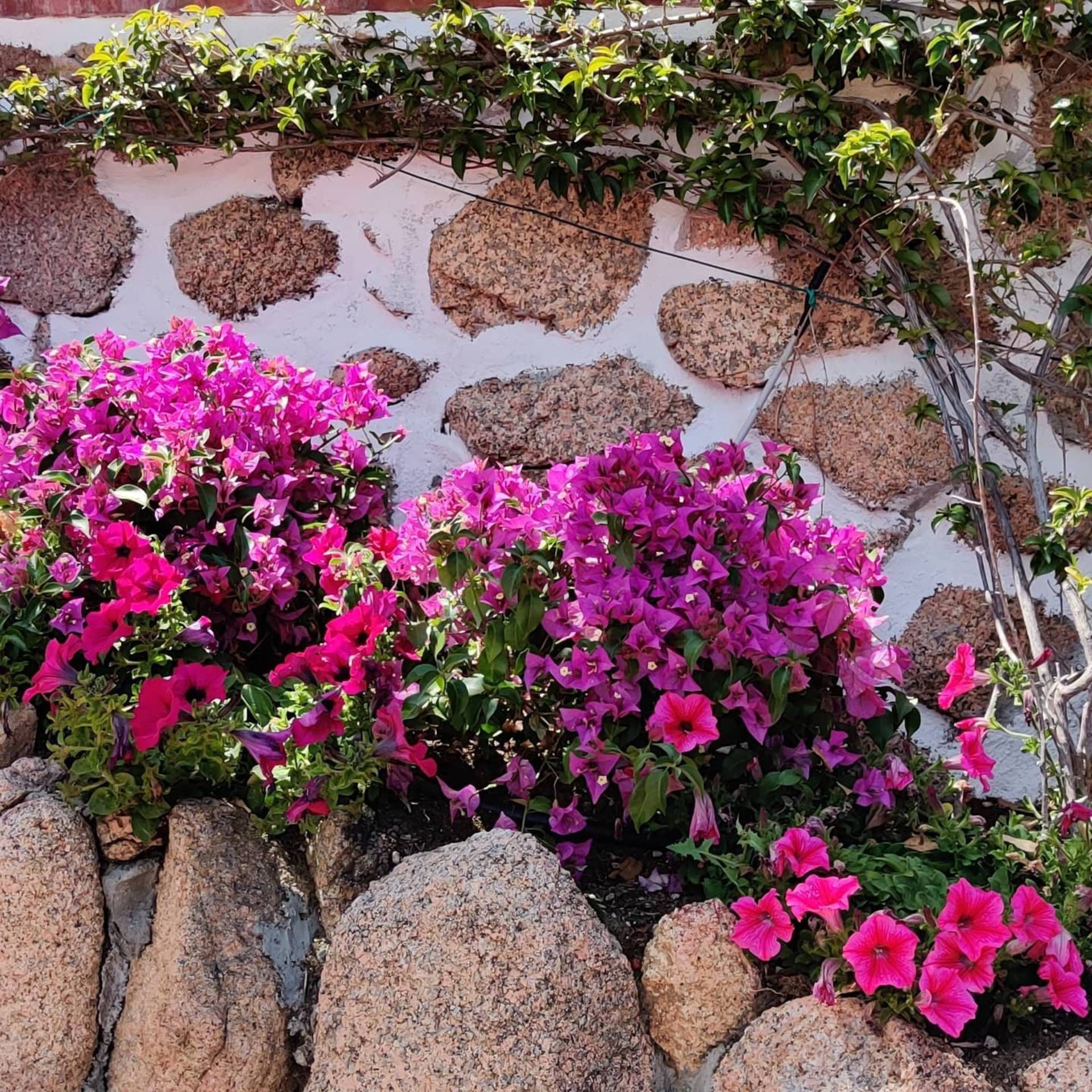 Fiori viola crescono davanti a un muro di pietra