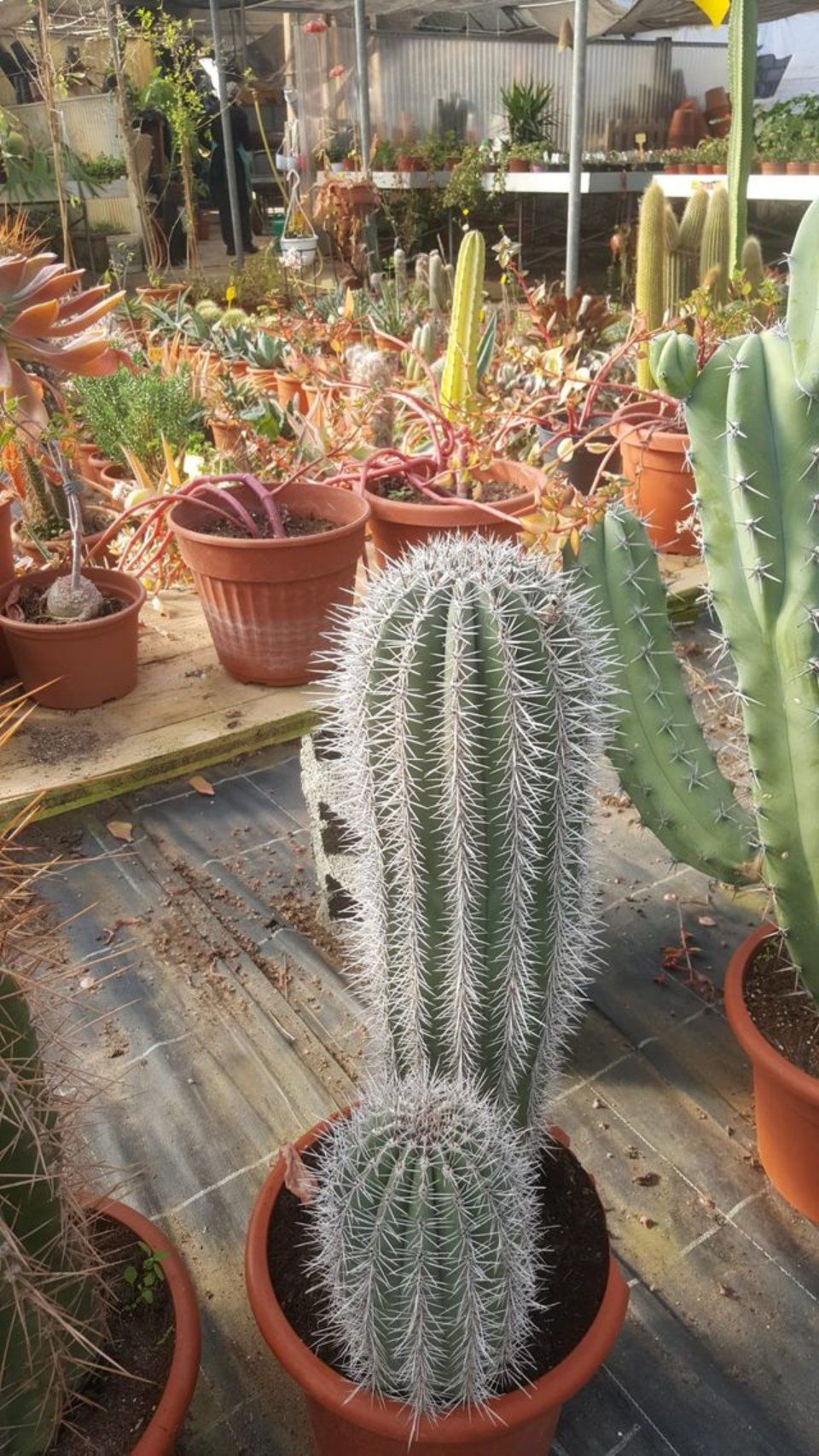 Cactus