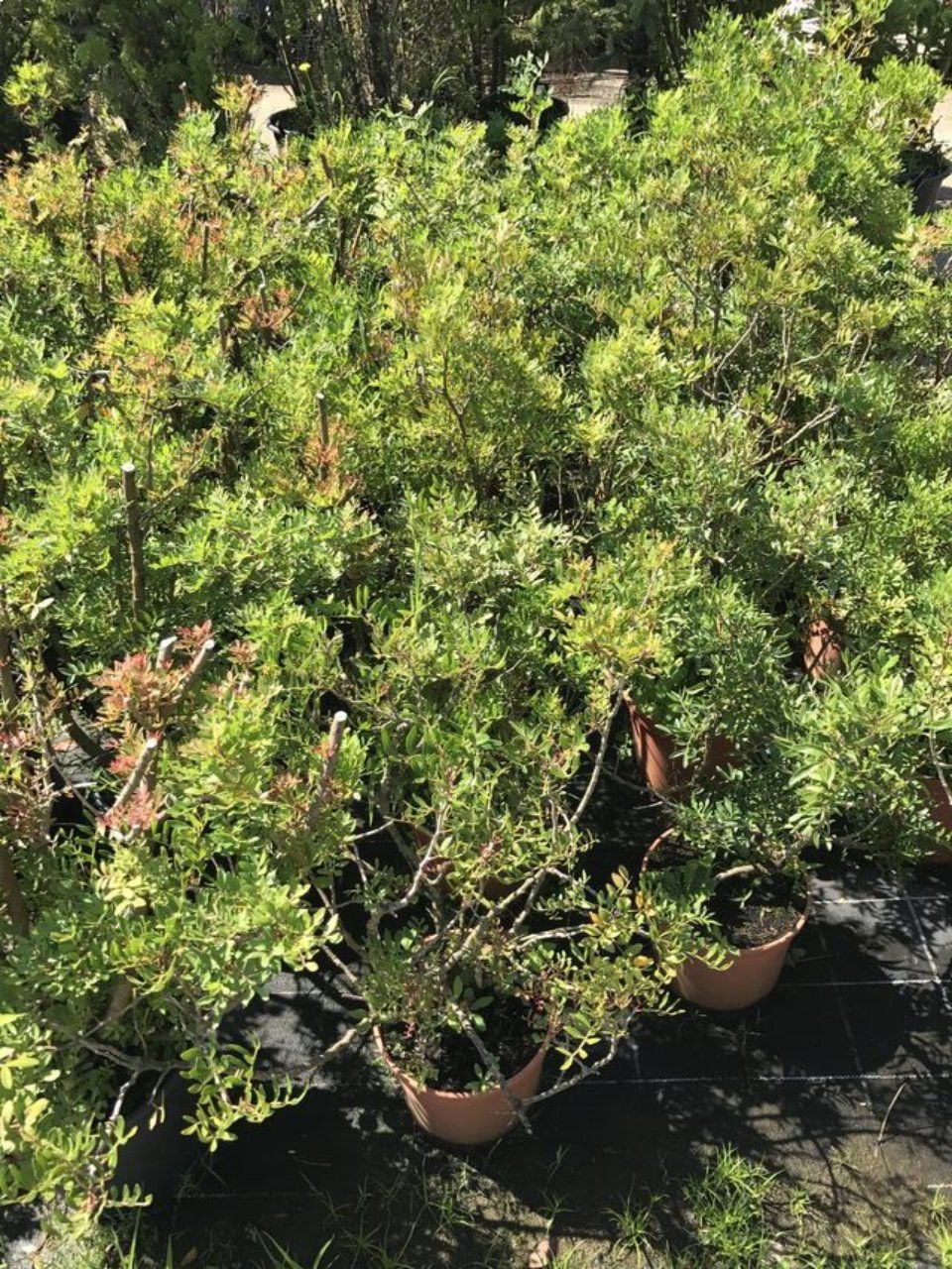 Mediterranean plants