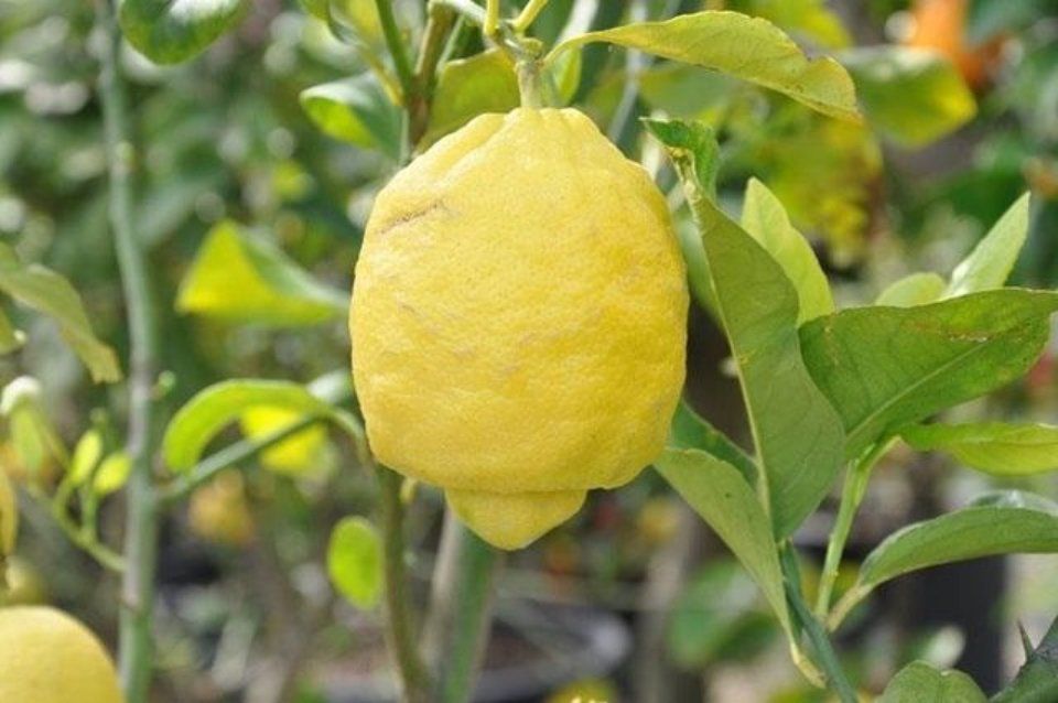 Limone