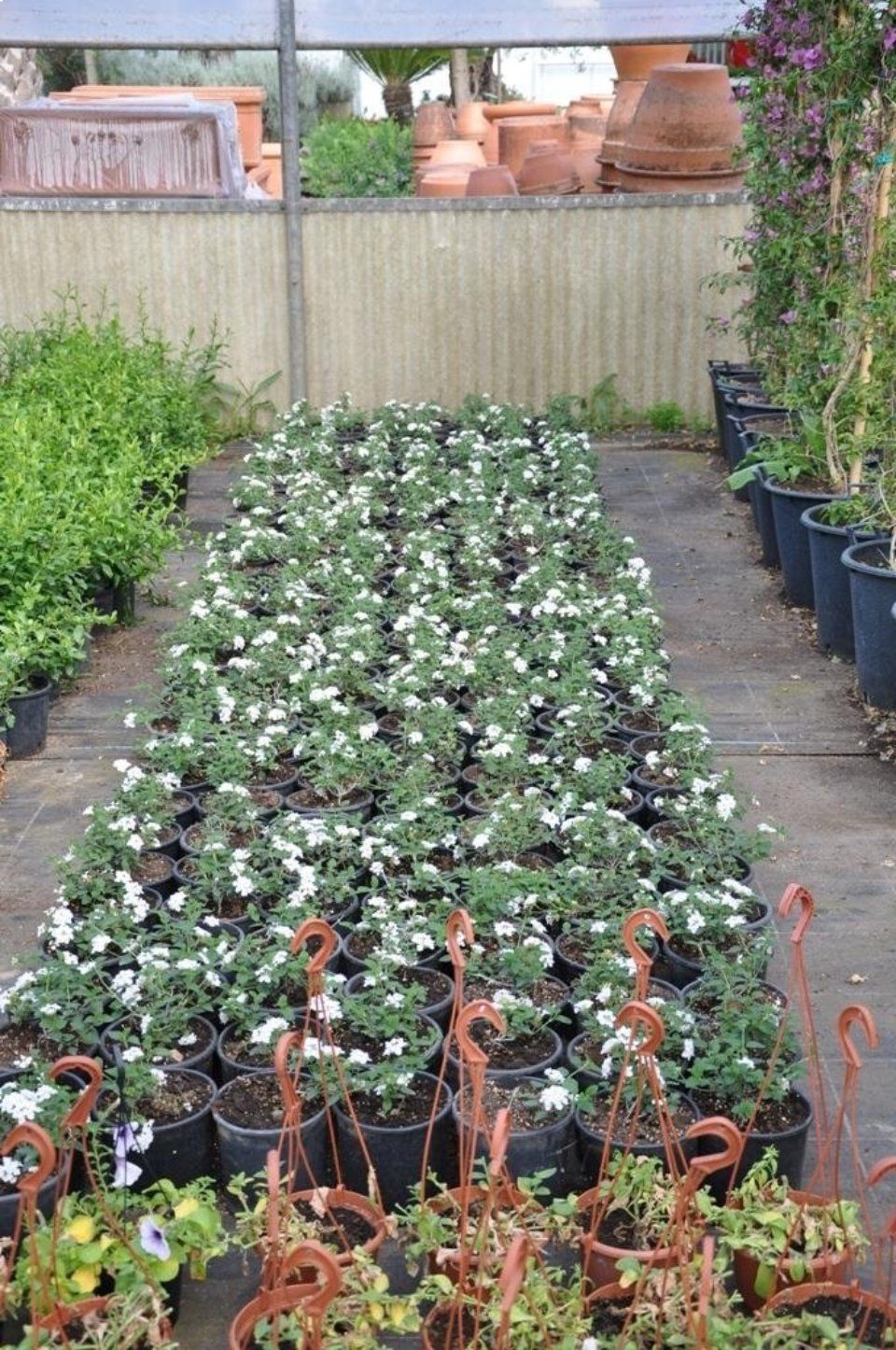 Una serra piena di tante piante e fiori in vaso