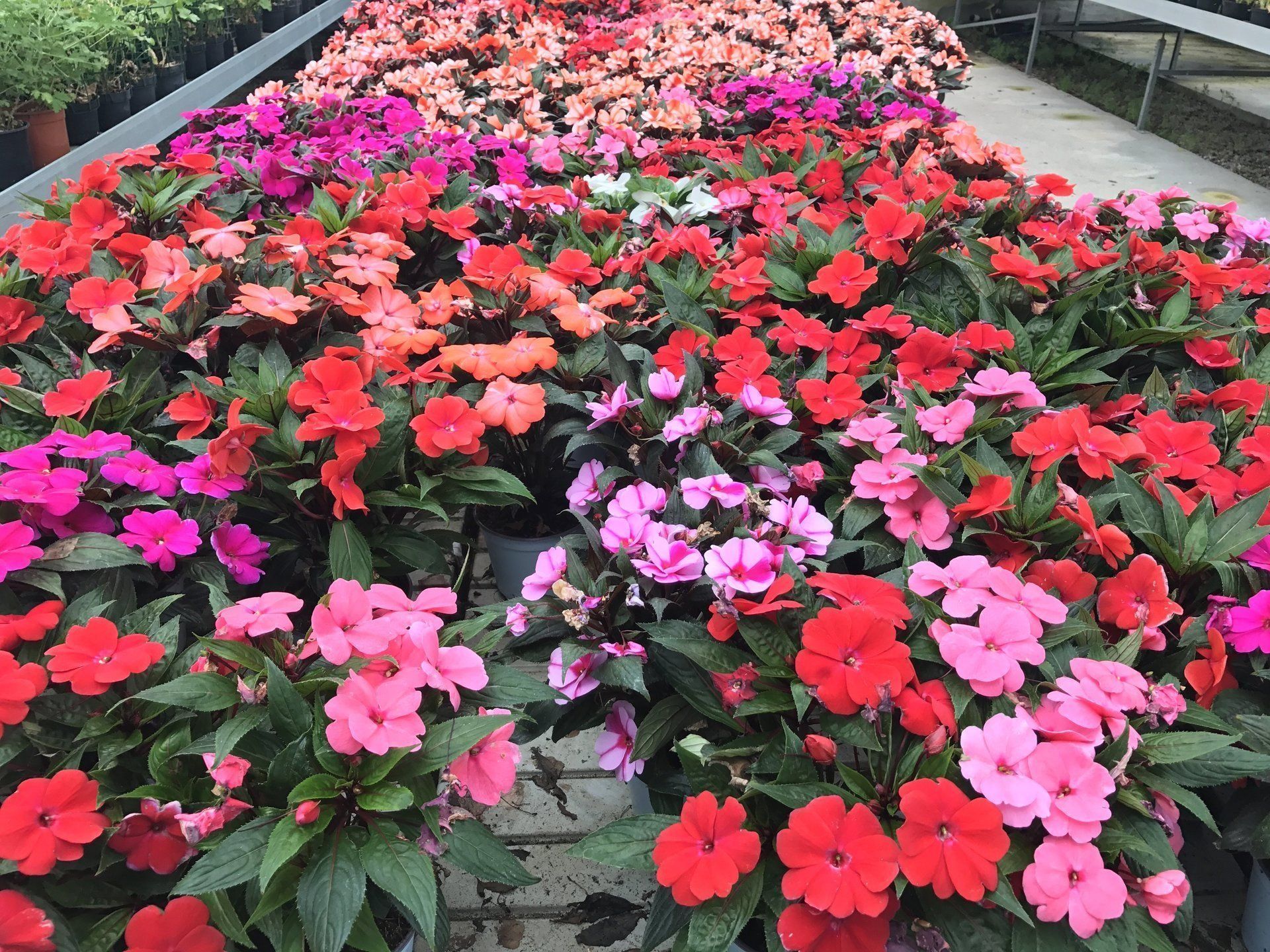 Un mazzo di fiori è seduto uno sopra l'altro in un giardino.