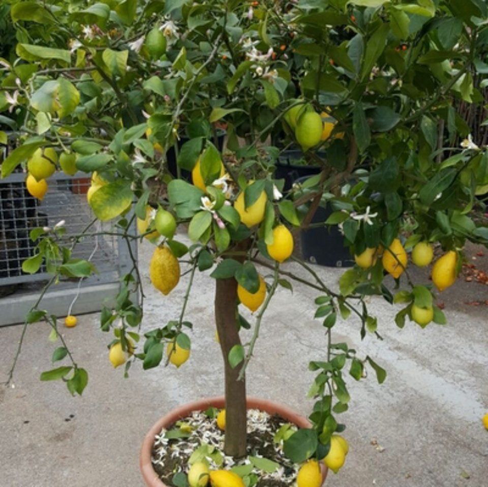 Una pianta in vaso su cui crescono i limoni
