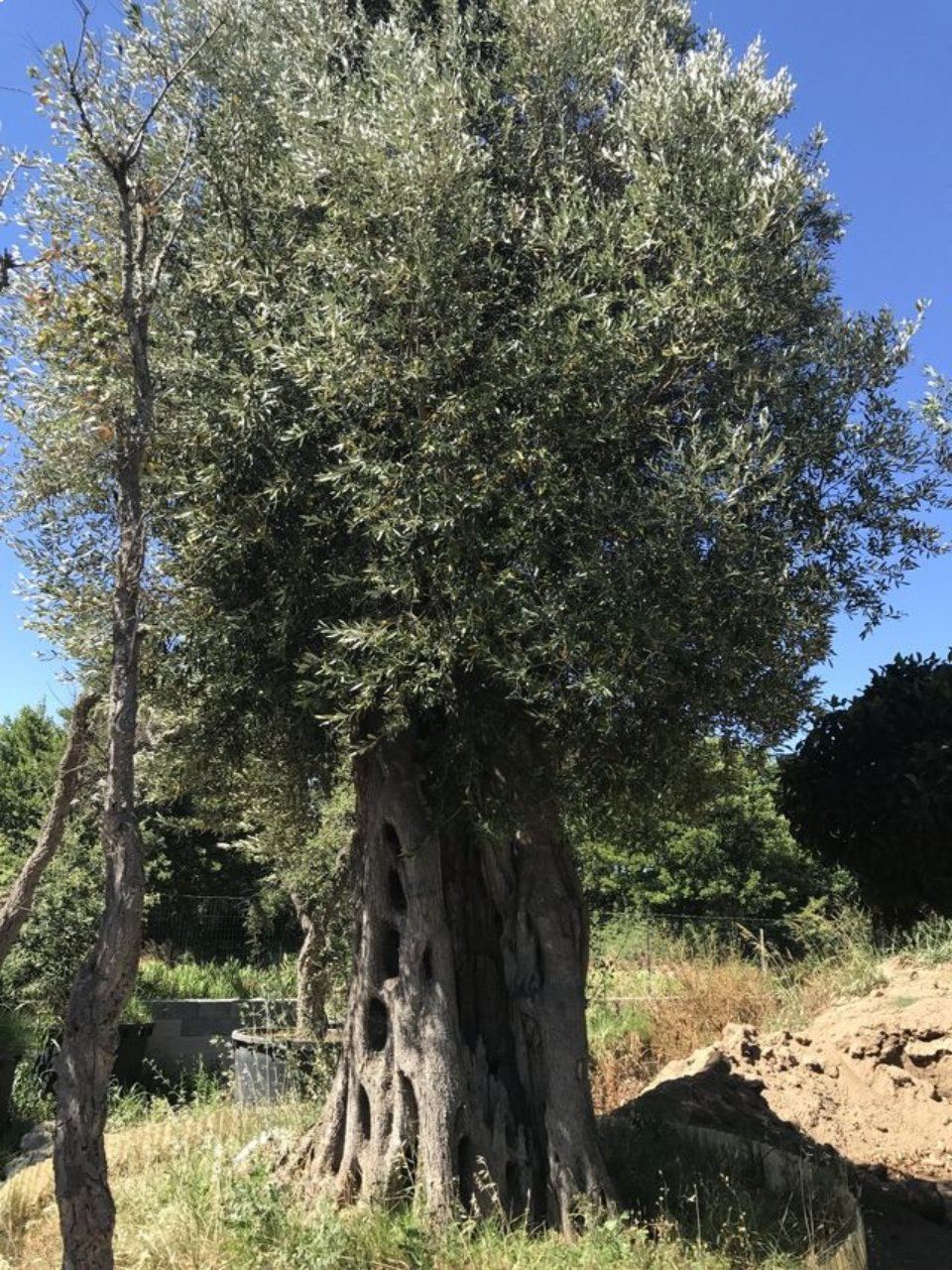 Un grande albero in un campo con un cielo azzurro sullo sfondo