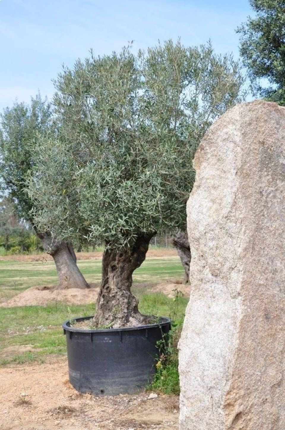 Un ulivo in un vaso nero accanto a una grande roccia.