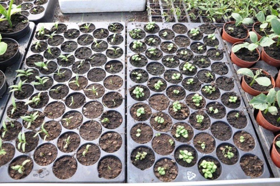 Un vassoio pieno di tante piccole piante in vaso