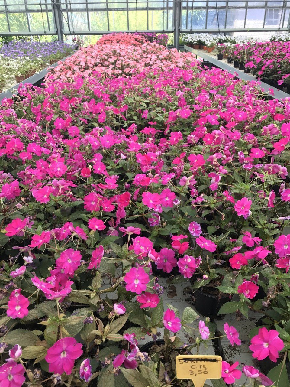 Una serra piena di tanti fiori rosa.