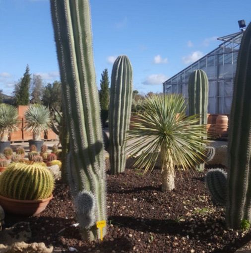 A cactus garden with a greenhouse in the background