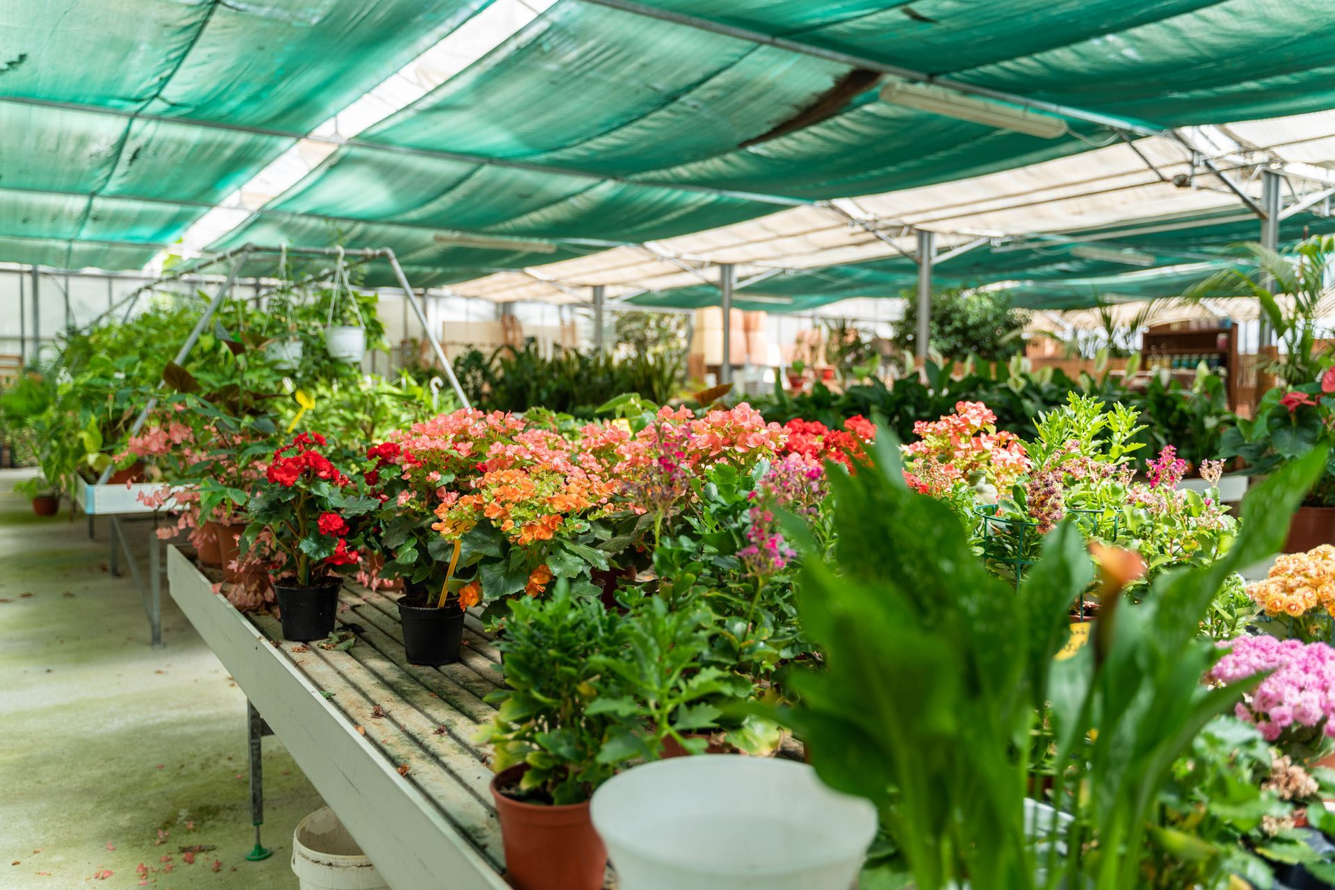 Una serra piena di tante piante e fiori in vaso.