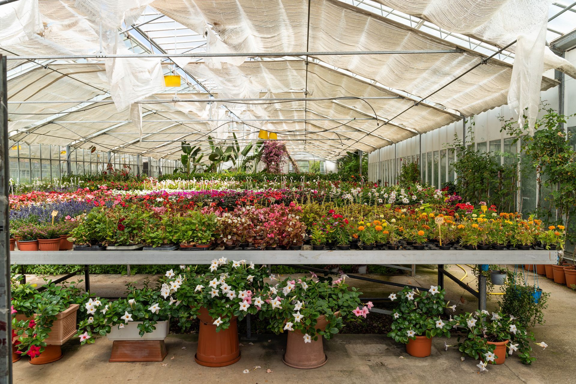 Una serra piena di tante piante e fiori in vaso