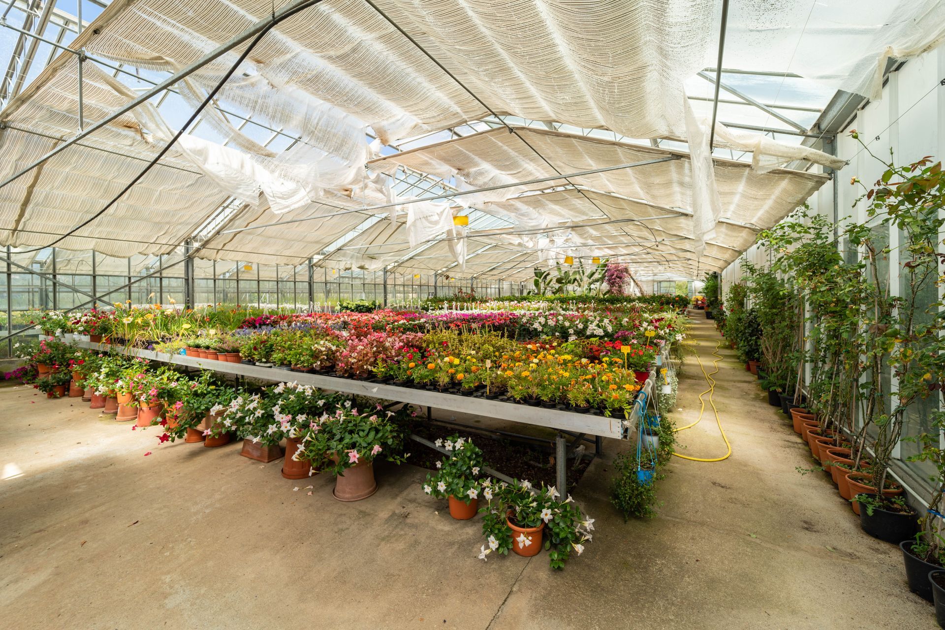Una serra piena di tante piante e fiori in vaso.