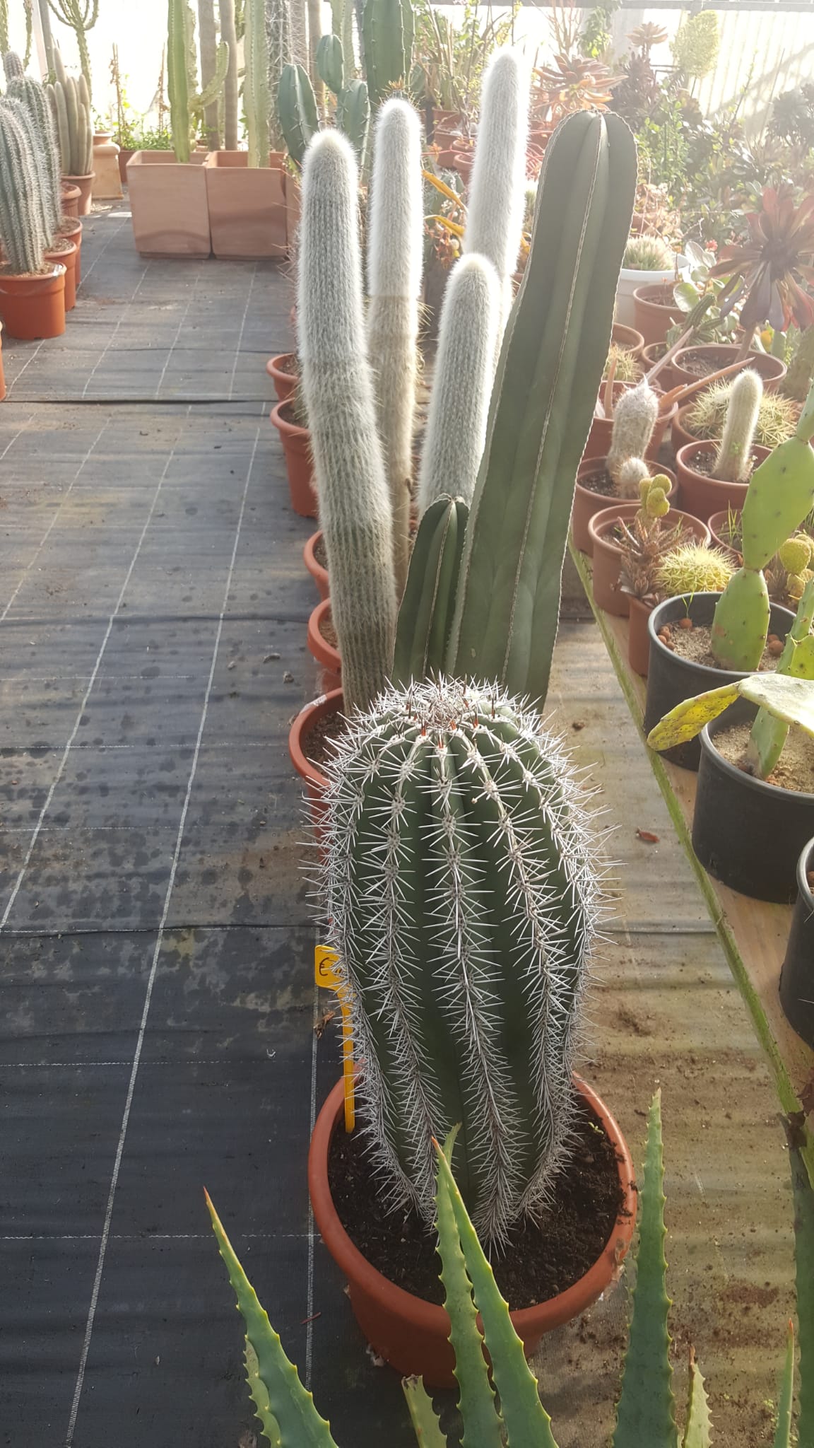 Una fila di piante di cactus in vaso in una serra.