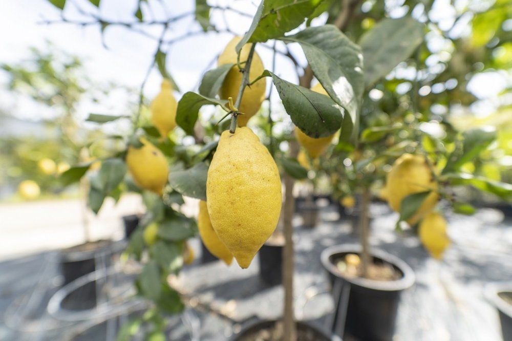 Un primo piano di un limone appeso a un albero.