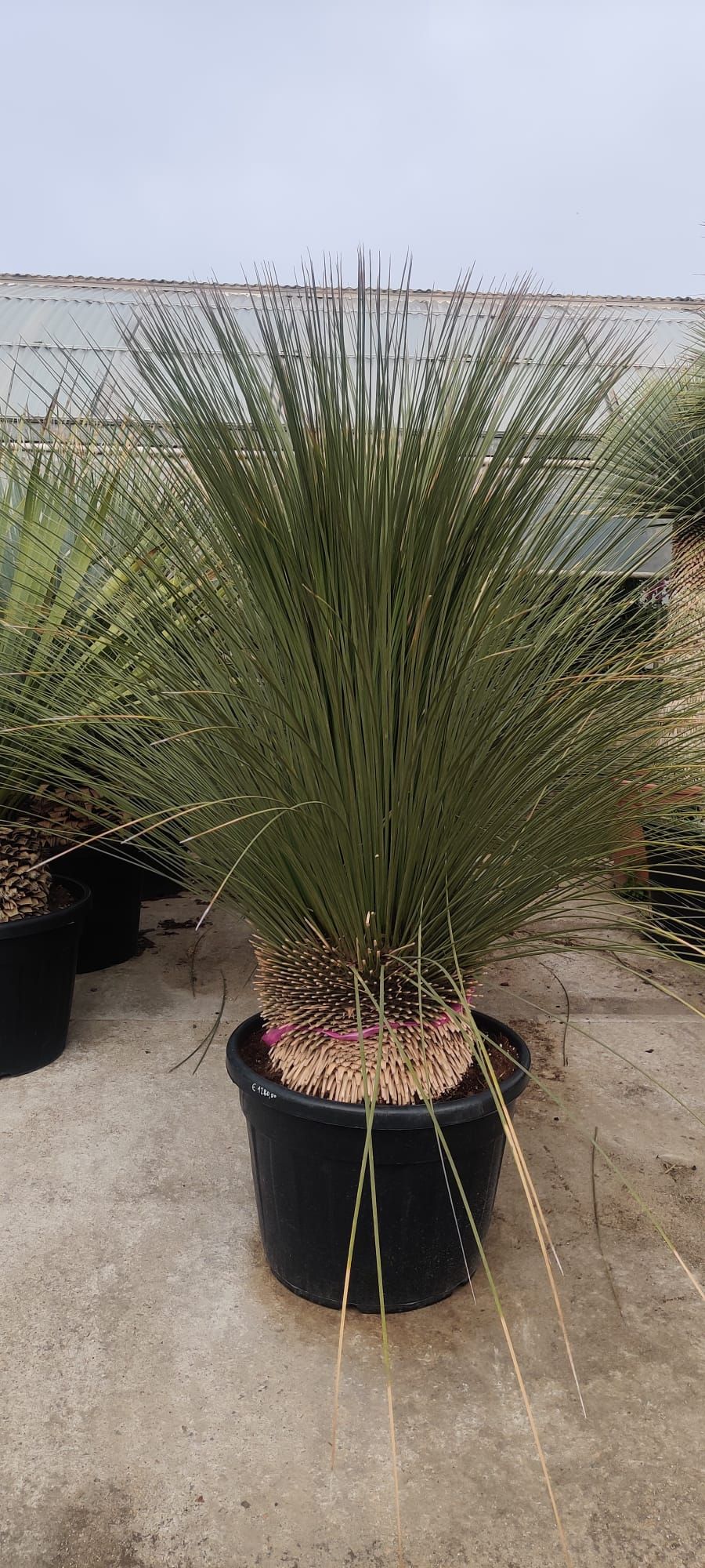 A terra c'è una grande pianta in un vaso nero.