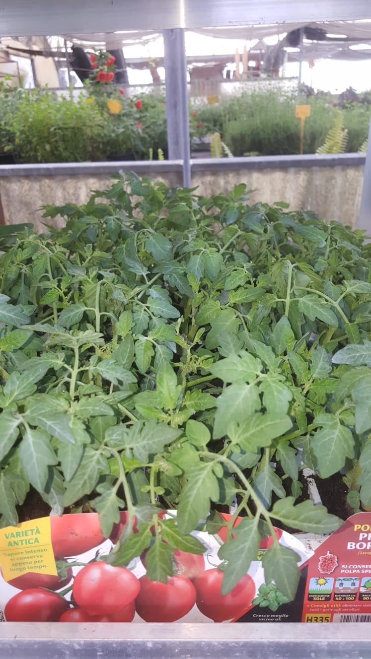 Un mucchio di piante di pomodoro crescono in una serra.