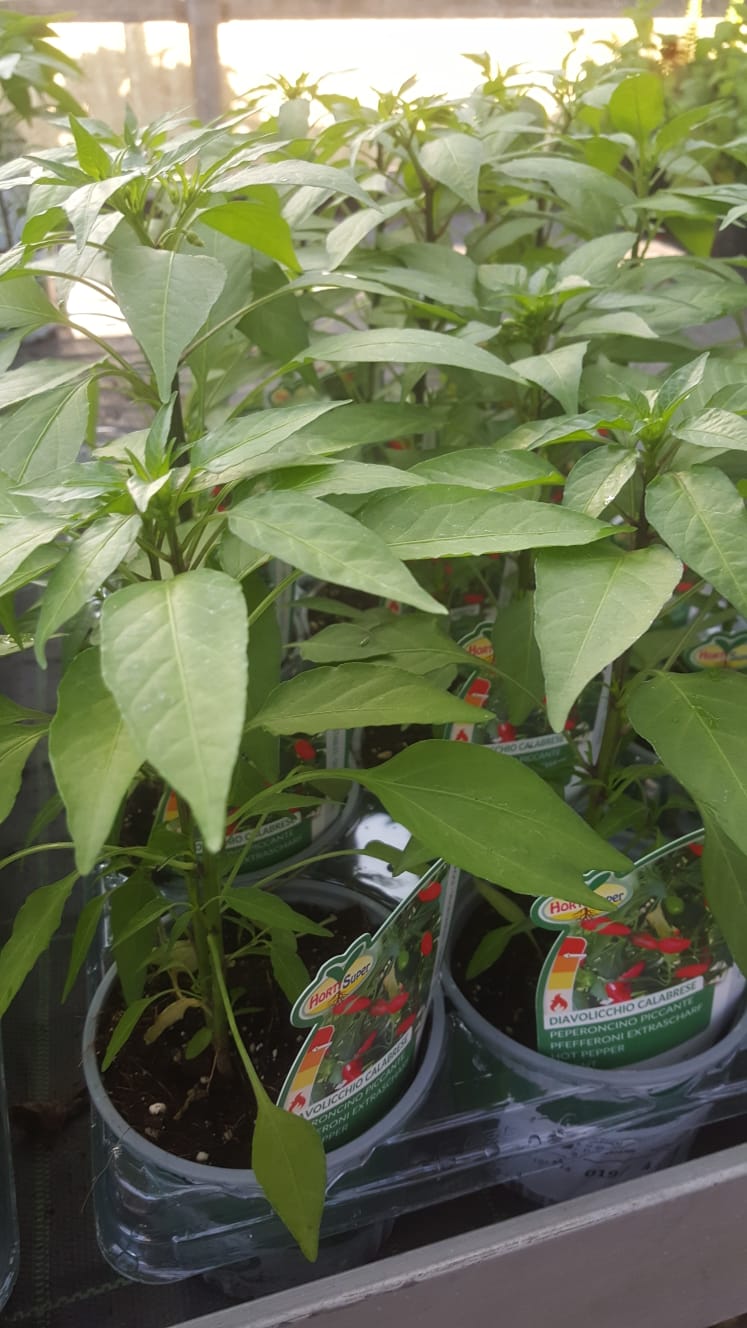 Un mazzo di piante in vaso con foglie verdi è seduto su un tavolo.