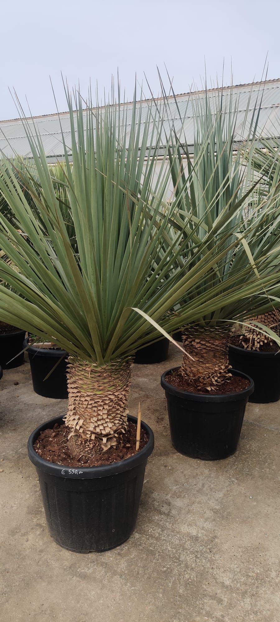 Un gruppo di piante in vaso appoggiate su un pavimento di cemento.