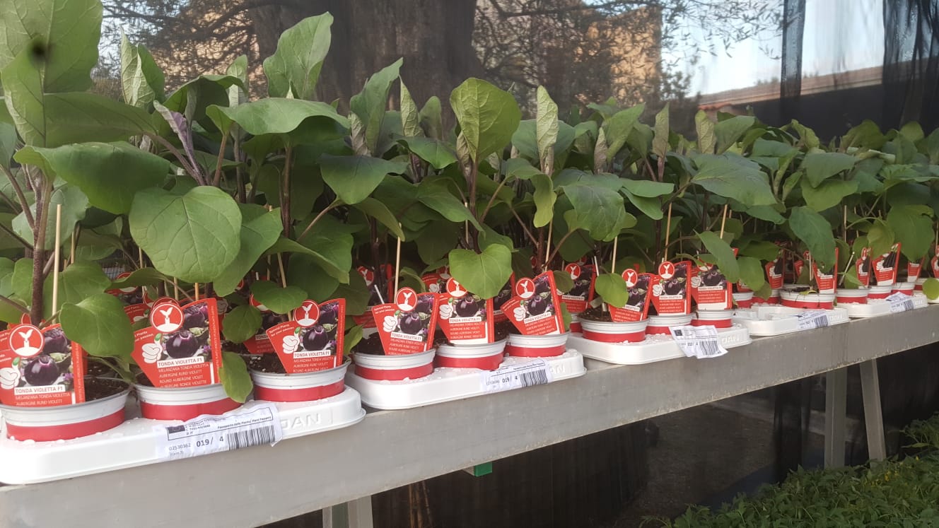 Una fila di piante in vaso appoggiate su uno scaffale.