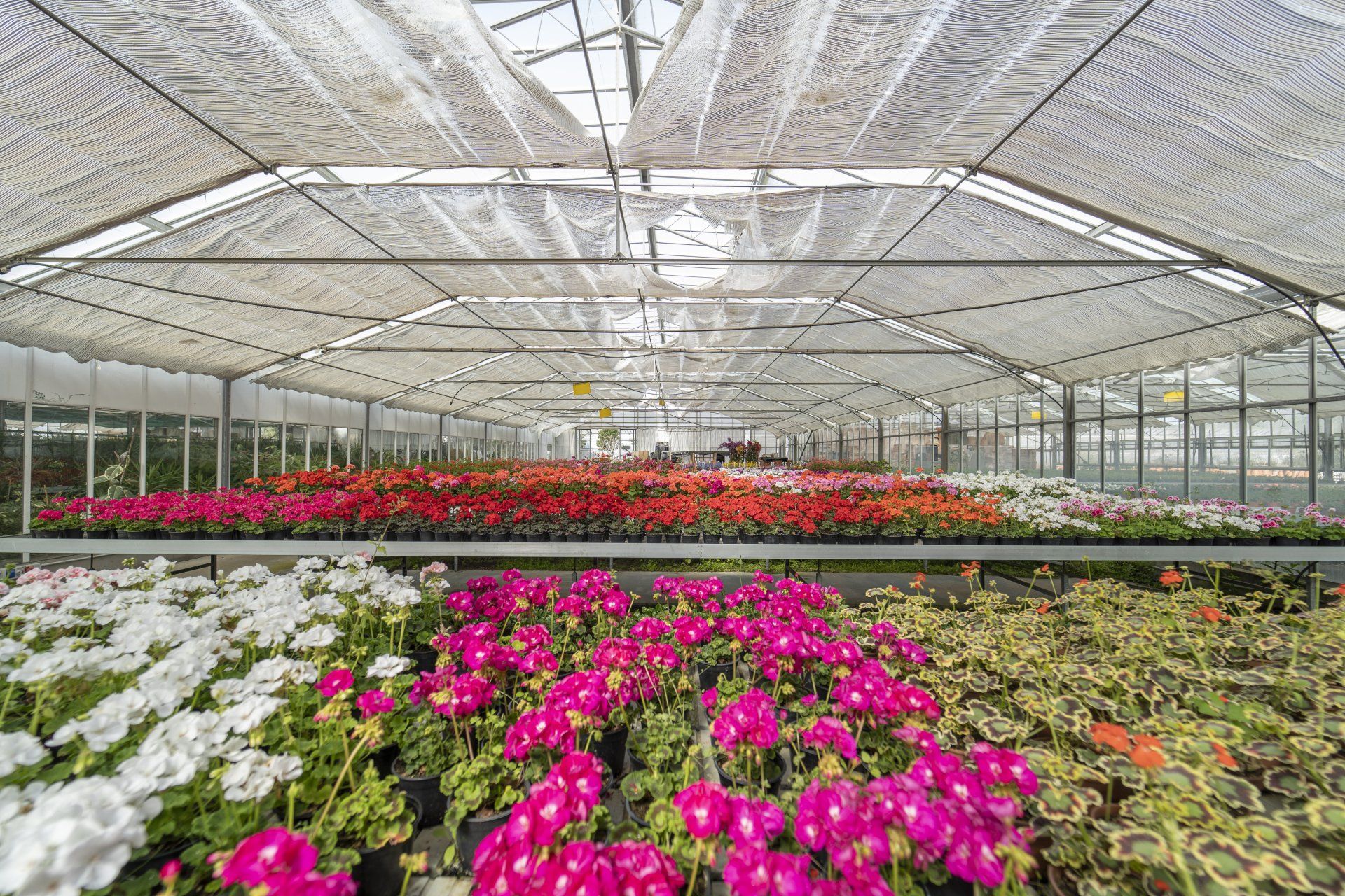 Una serra piena di tanti fiori rosa e bianchi.