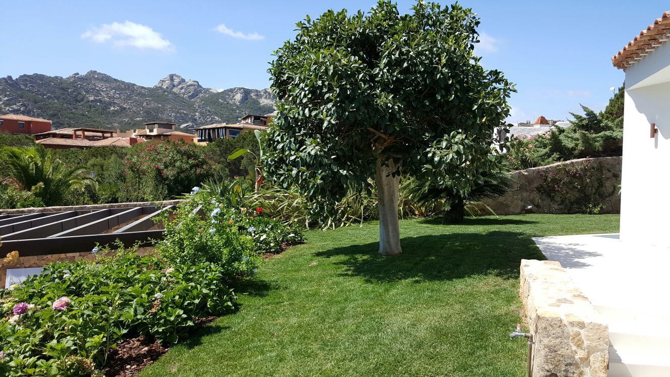 Un prato verde lussureggiante con un edificio bianco sullo sfondo