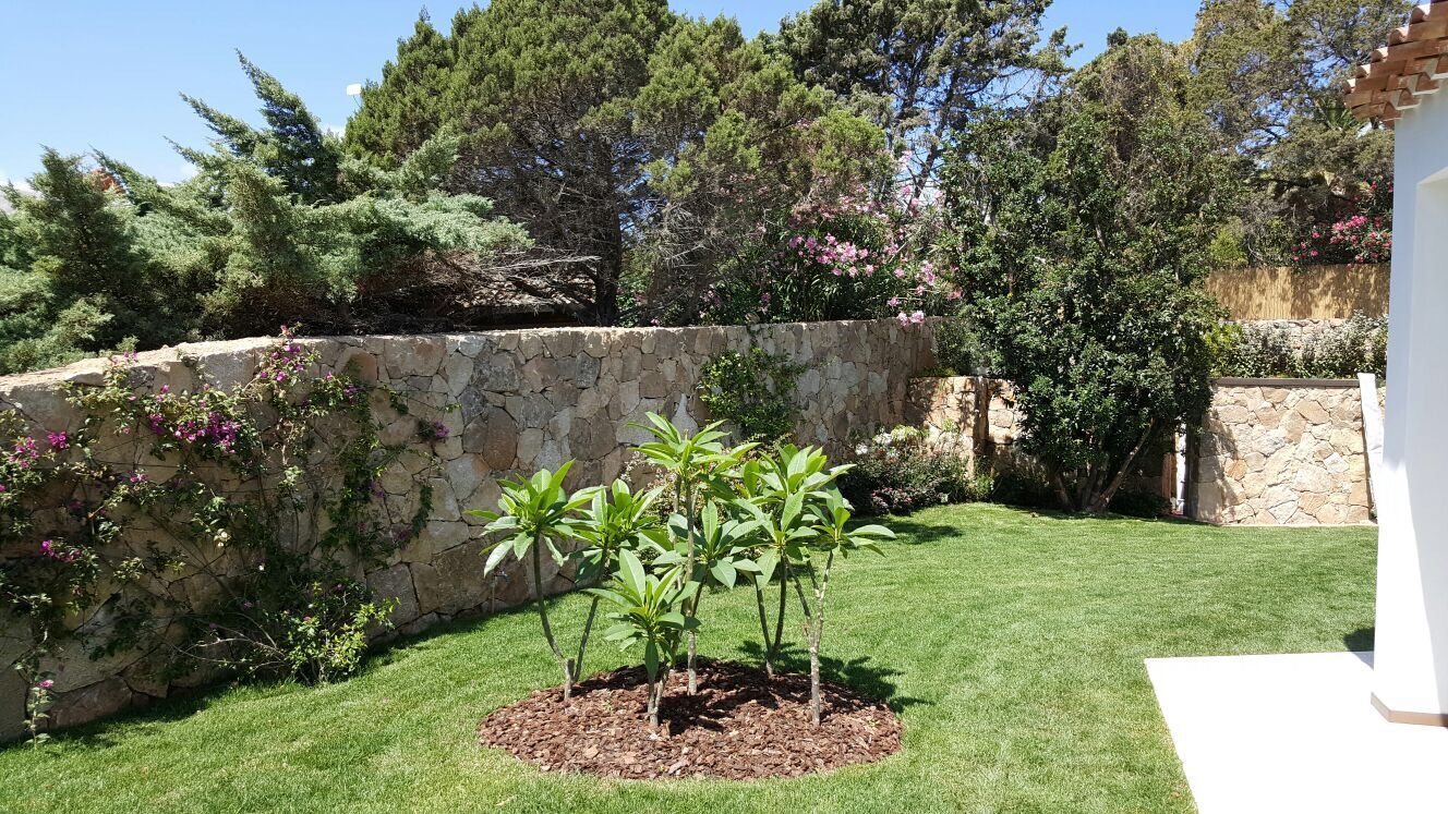 Un piccolo albero cresce nel mezzo di un prato verde lussureggiante
