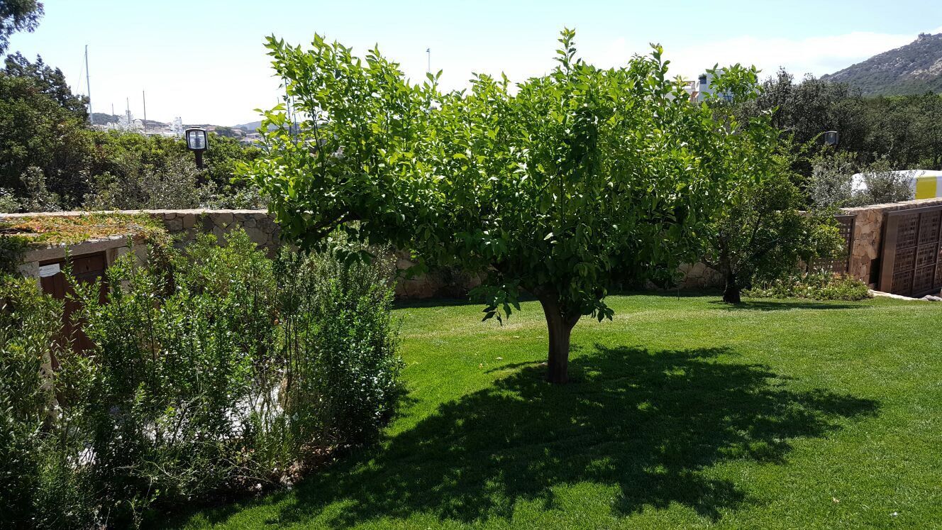 Un albero nel mezzo di un campo verde lussureggiante.
