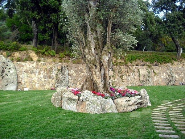 Un grande albero è circondato da rocce e fiori in un giardino