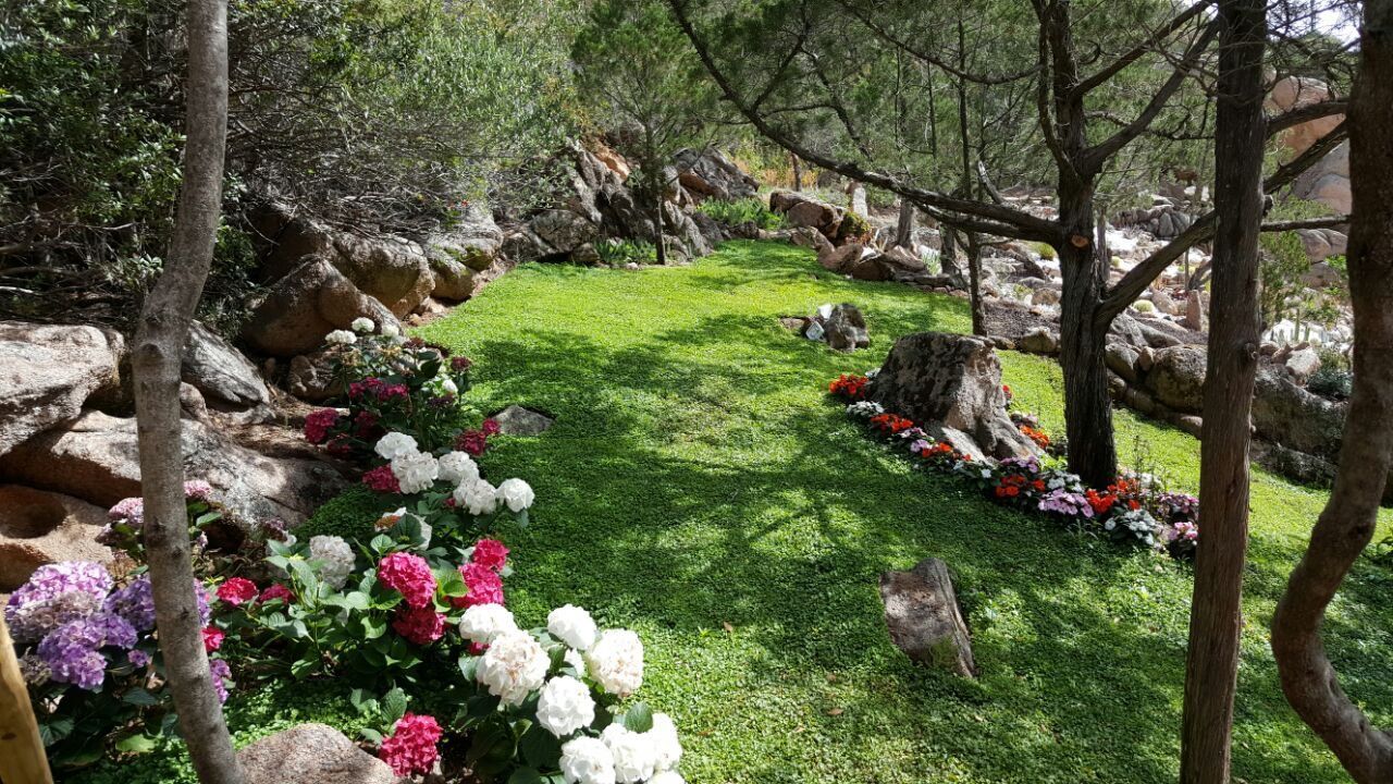 Un rigoglioso prato verde circondato da alberi e fiori.