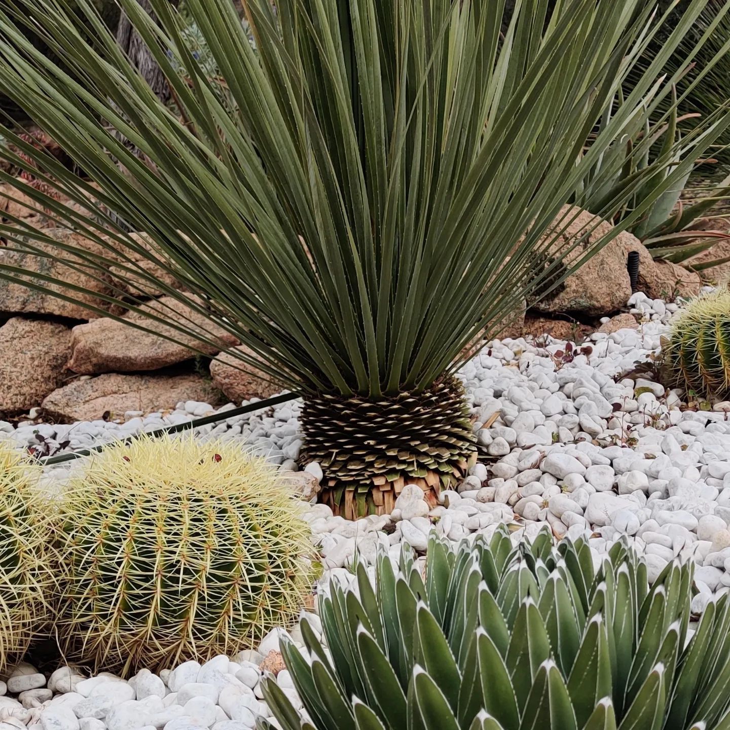 Ci sono molti tipi diversi di cactus in questo giardino.