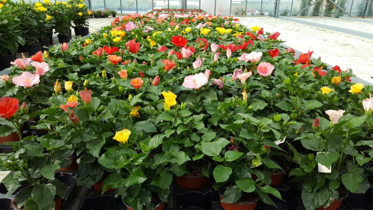 Un mazzo di fiori in vaso sono seduti uno sopra l'altro in una serra.