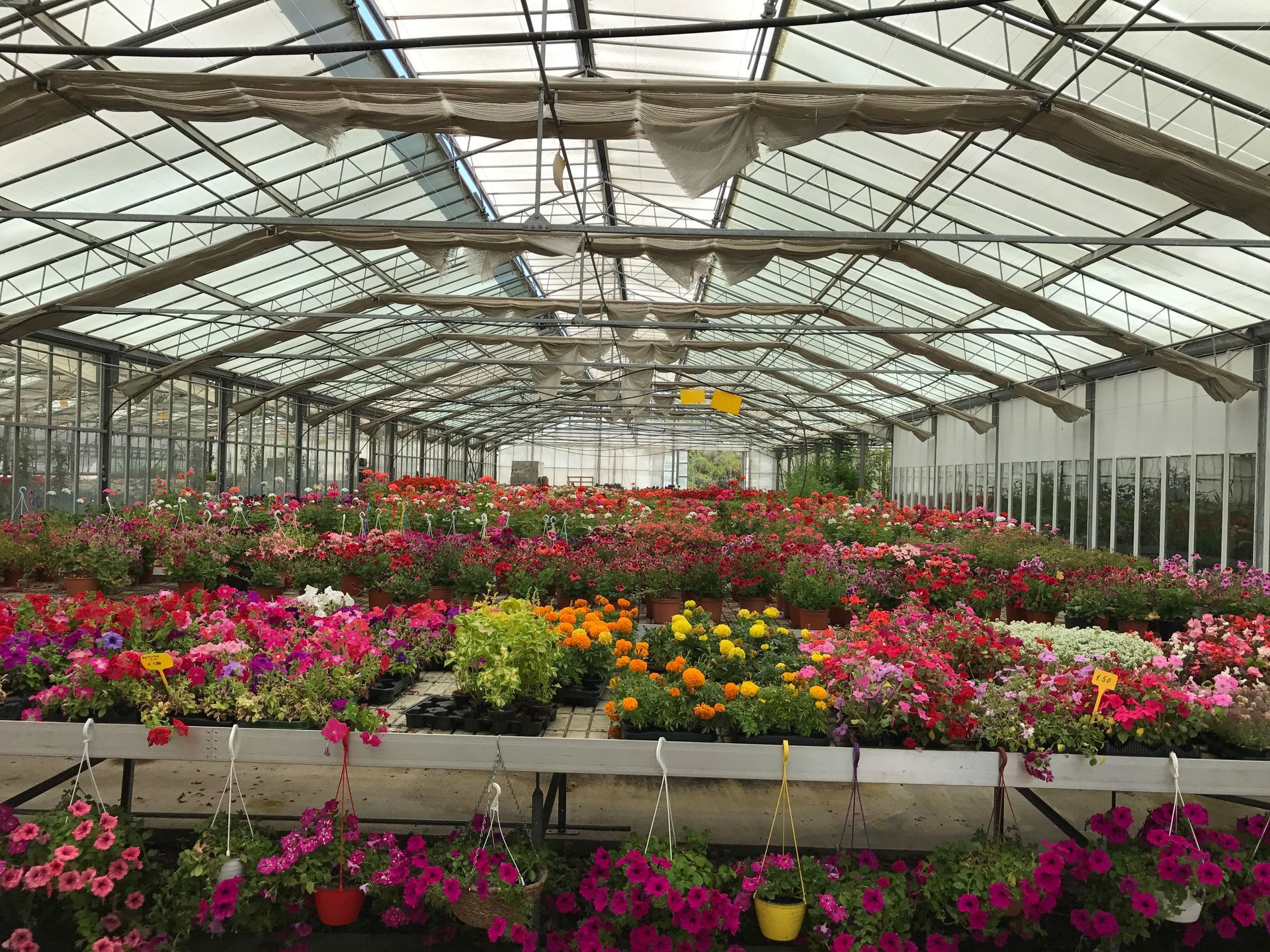 Una serra piena di fiori e piante in vaso
