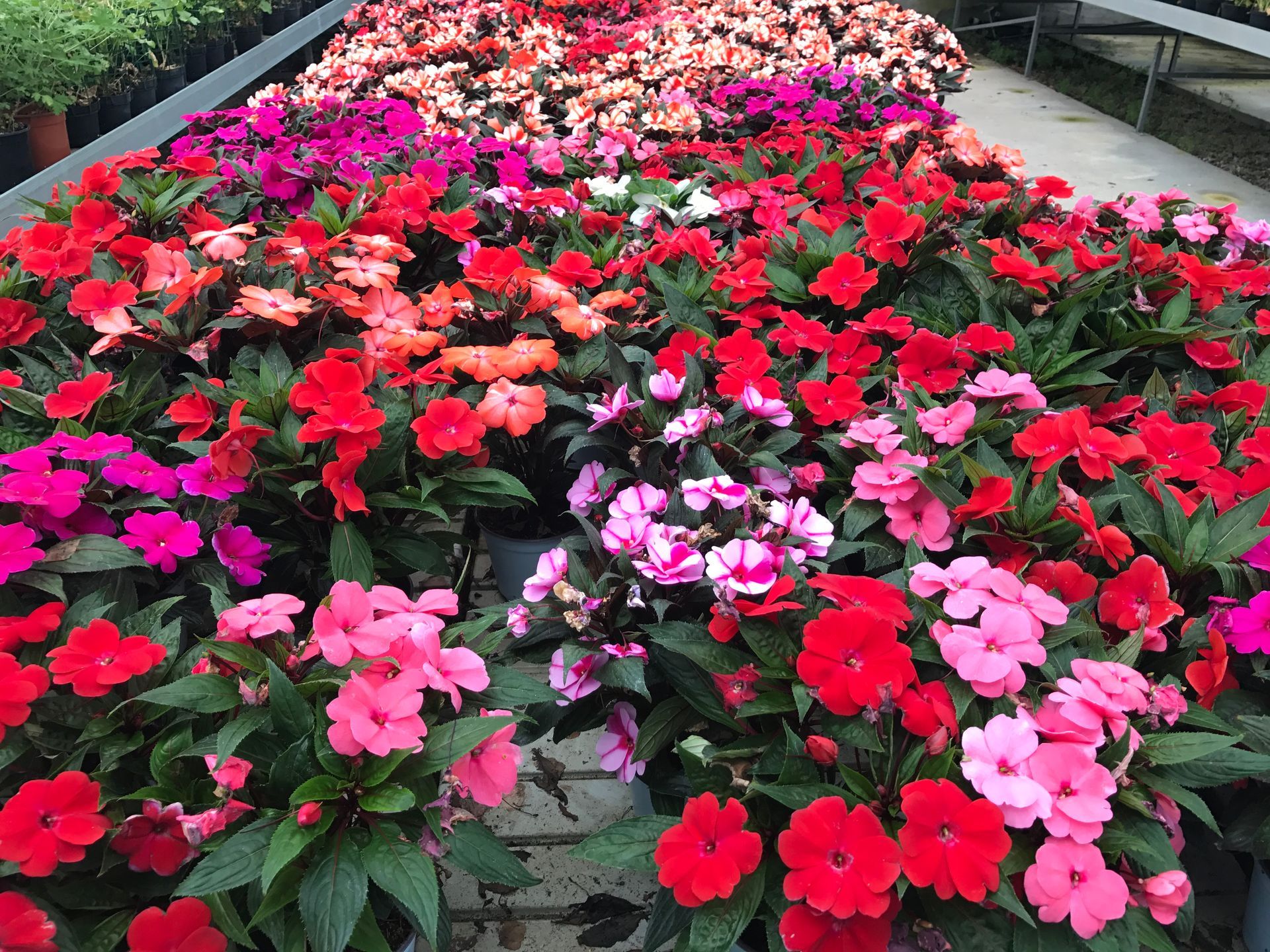 In einem Gewächshaus steht ein Strauß Blumen übereinander.